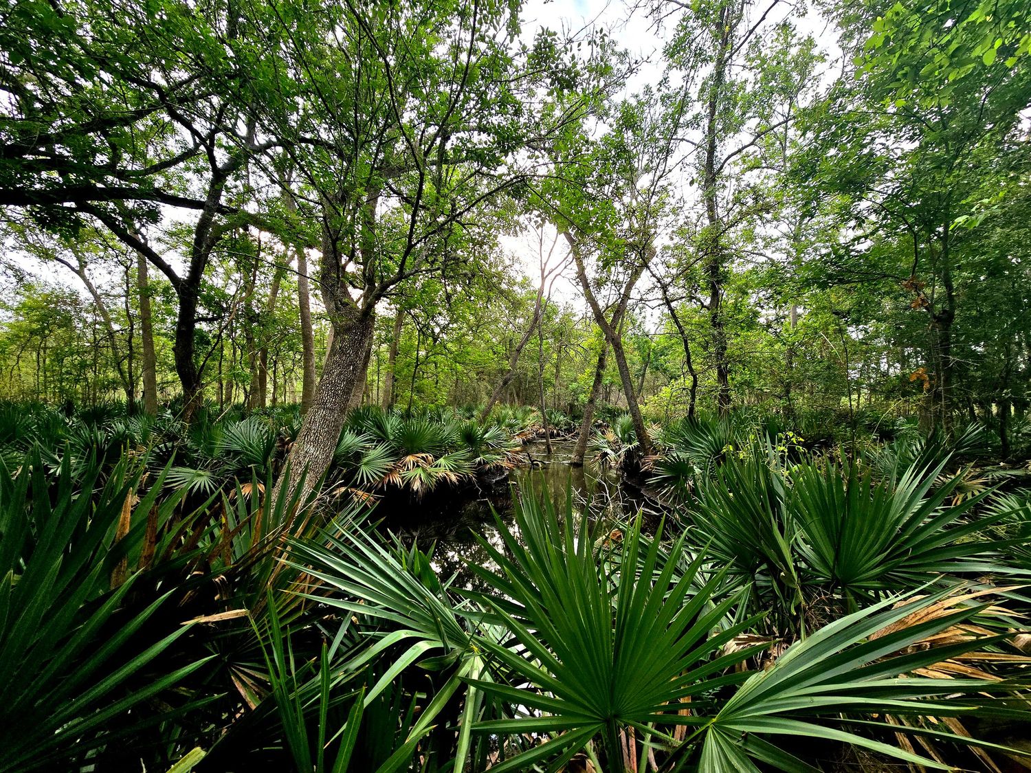 Palmetto State Park Interpretive Trail