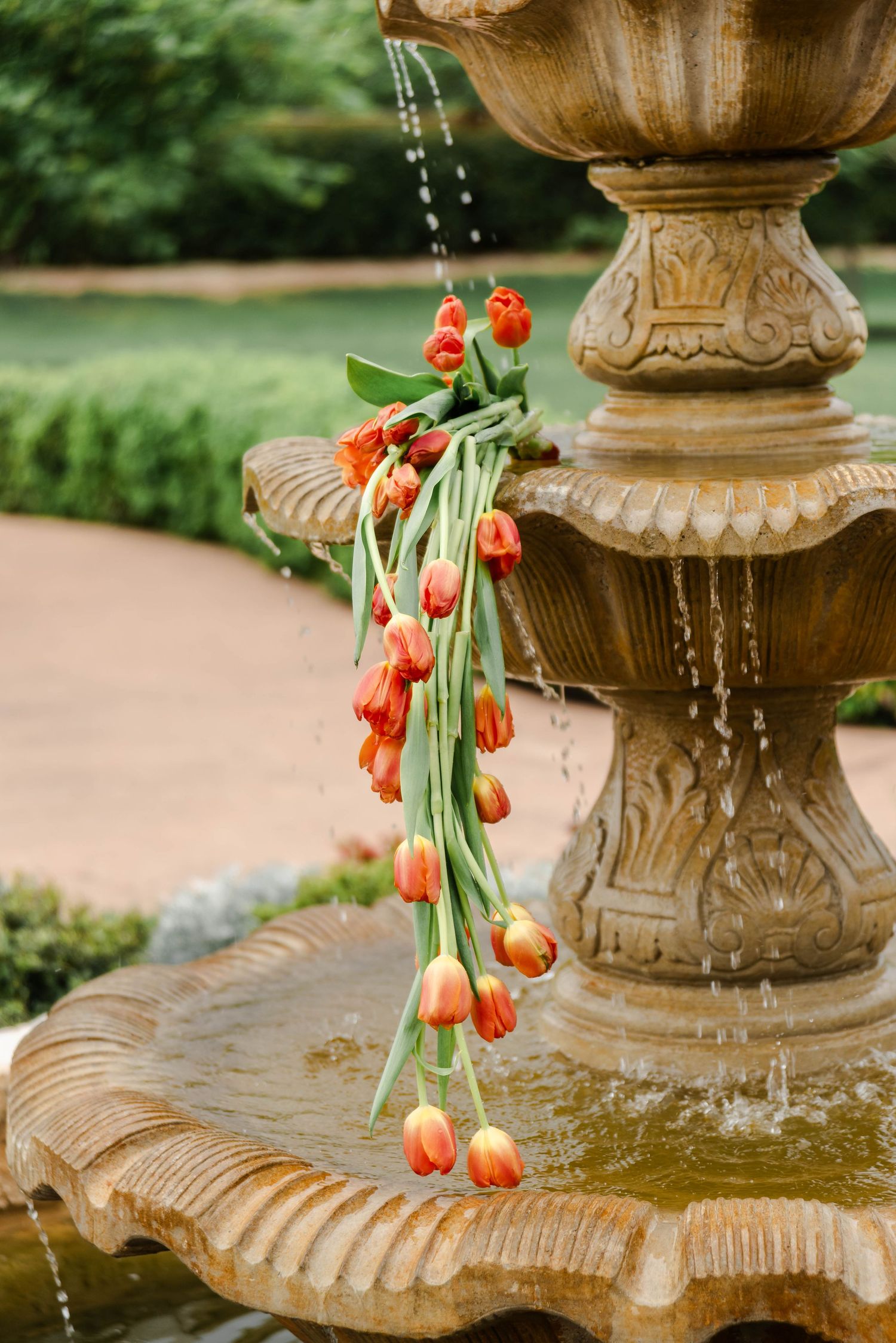 flowing tulip bouquet in the fountain