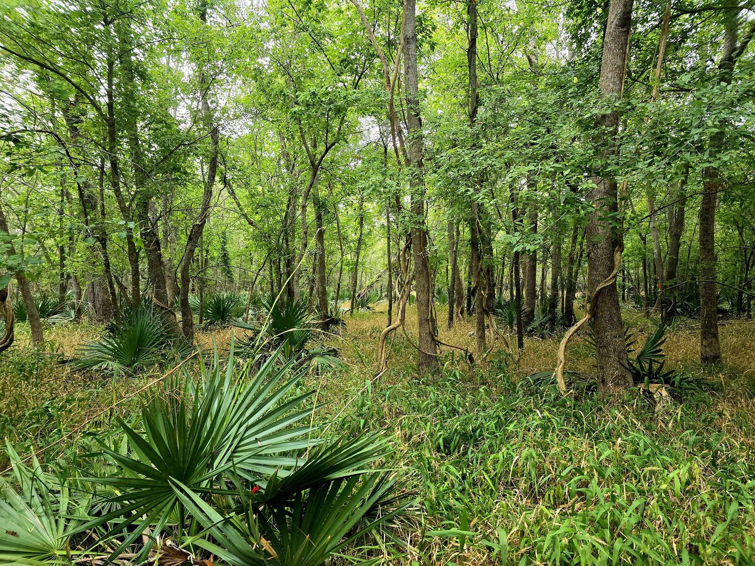 Trail at Palmetto State Park