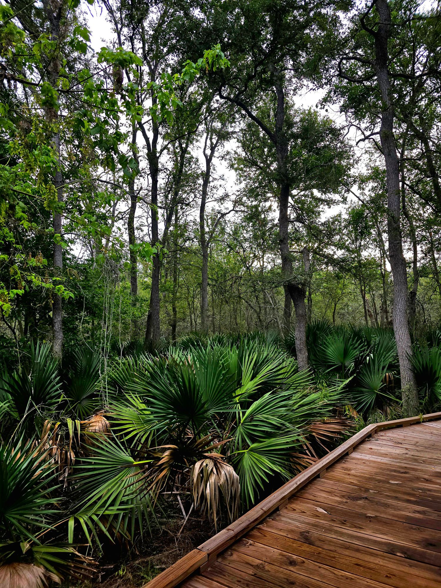 Trail at Palmetto State Park