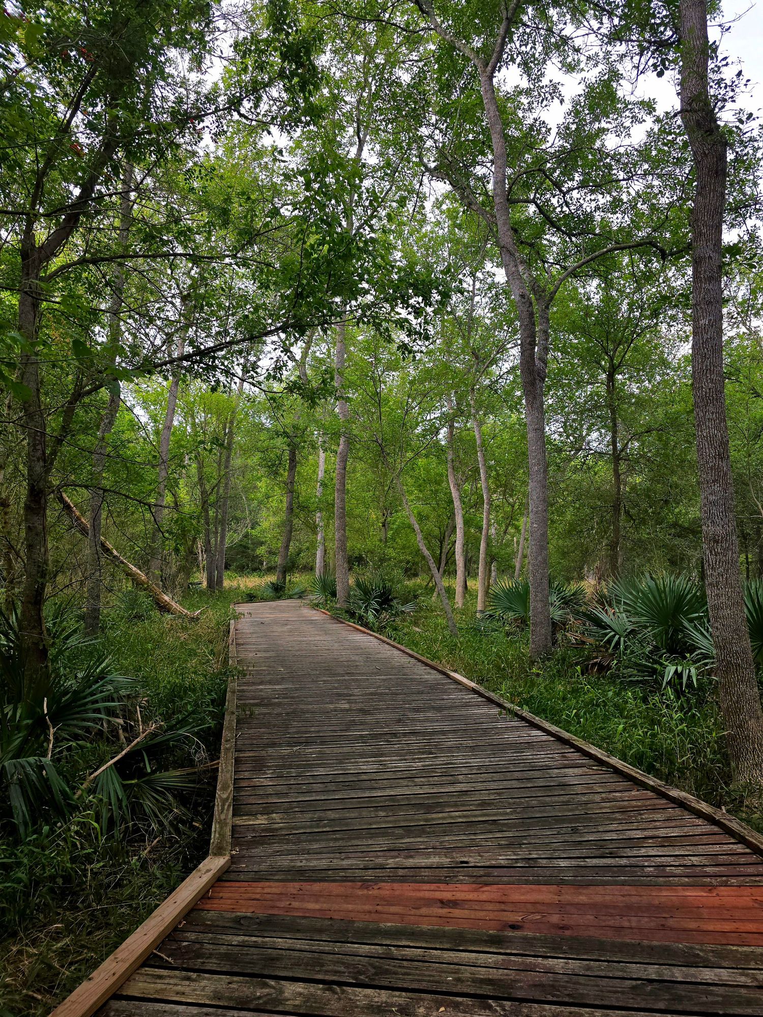 Trail at Palmetto State Park