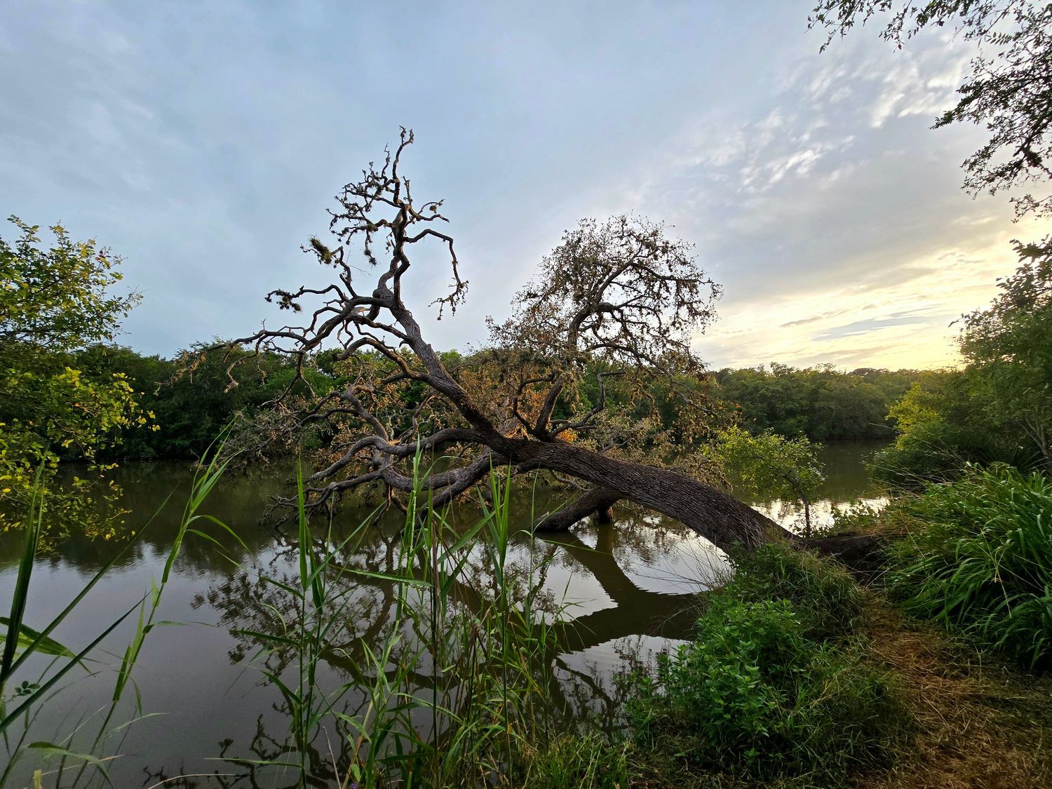 Tree that has fallen into the water at Oxbow Lake