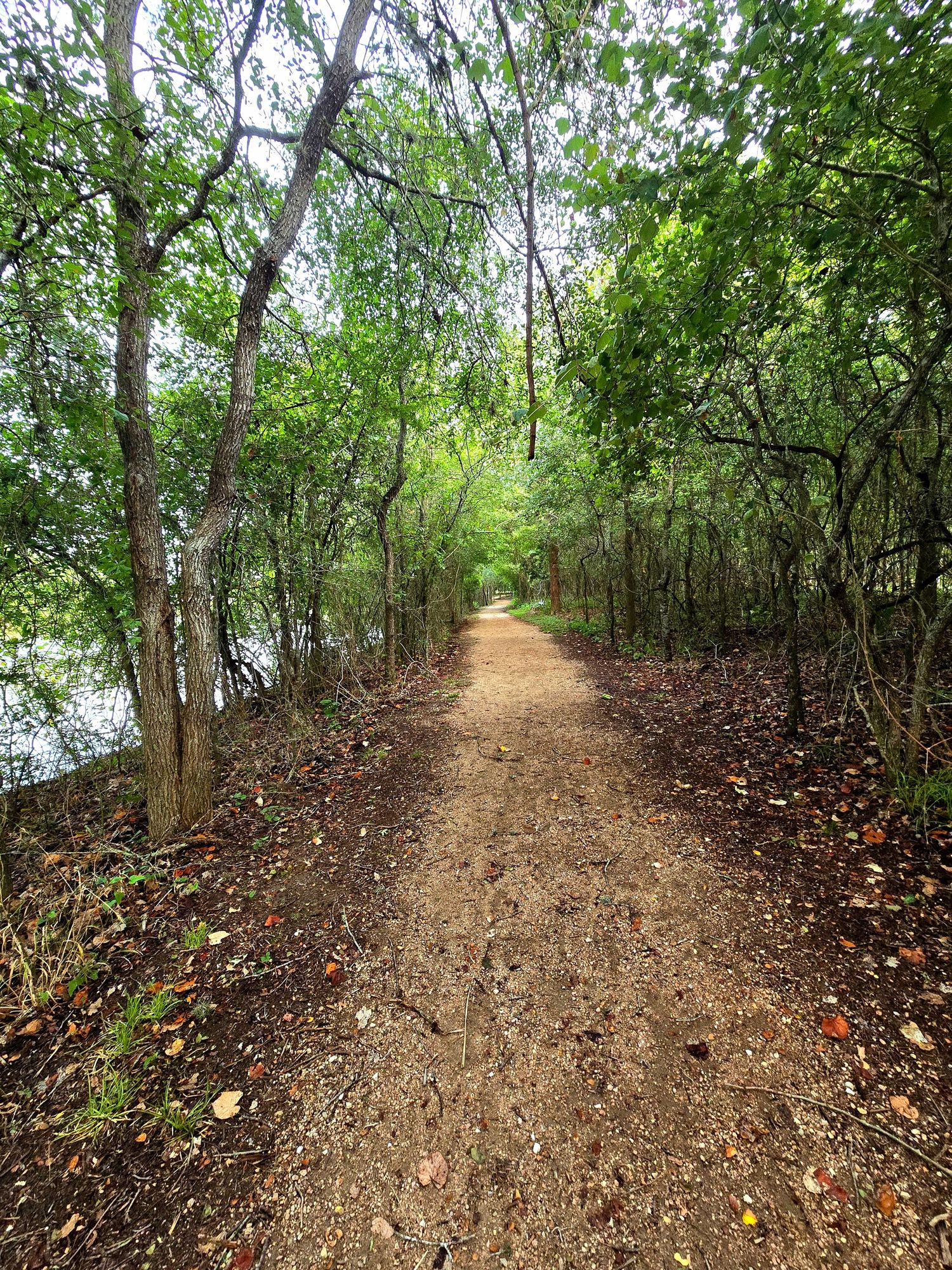 Trail at Palmetto State Park