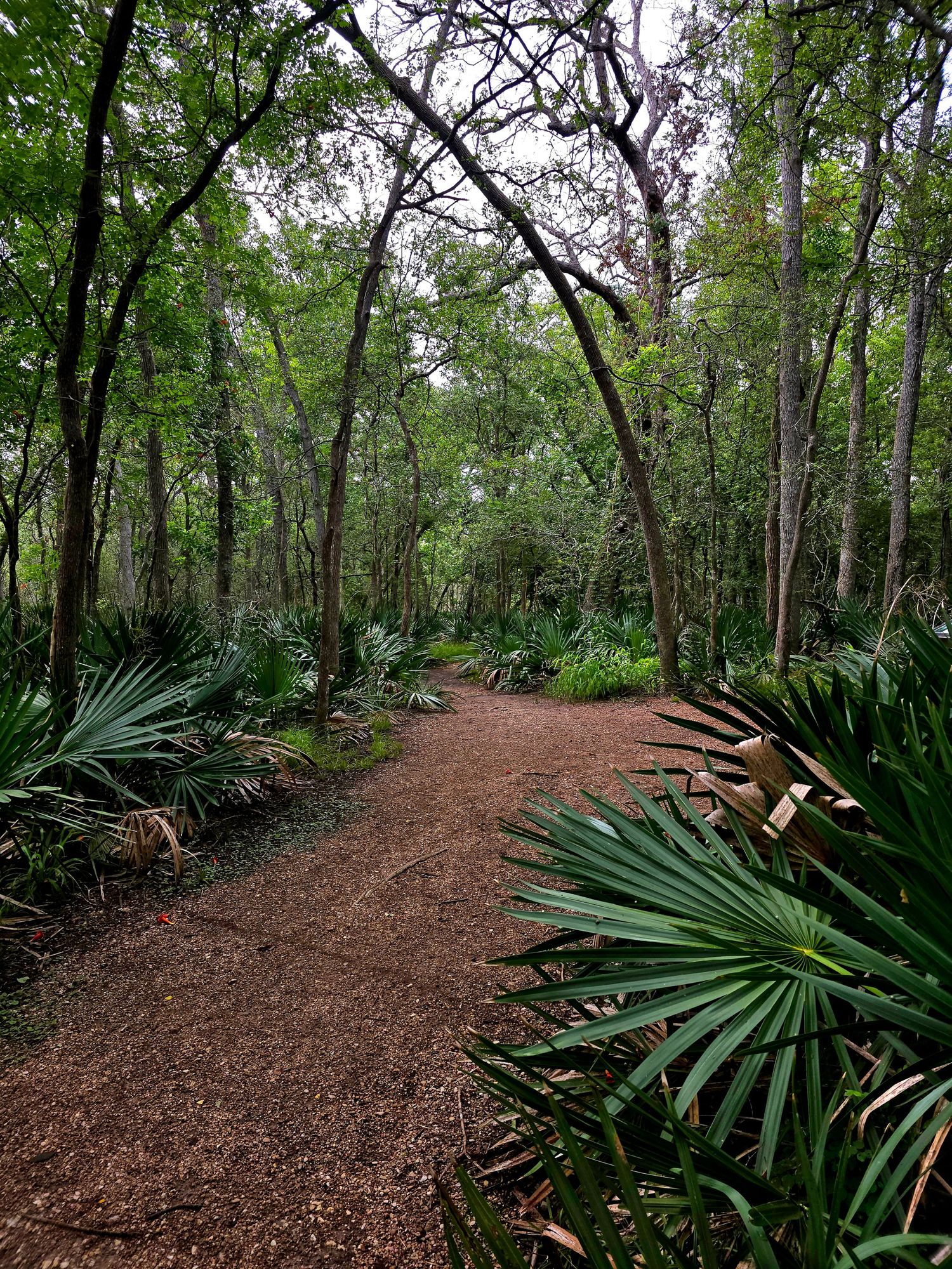 Trail at Palmetto State Park