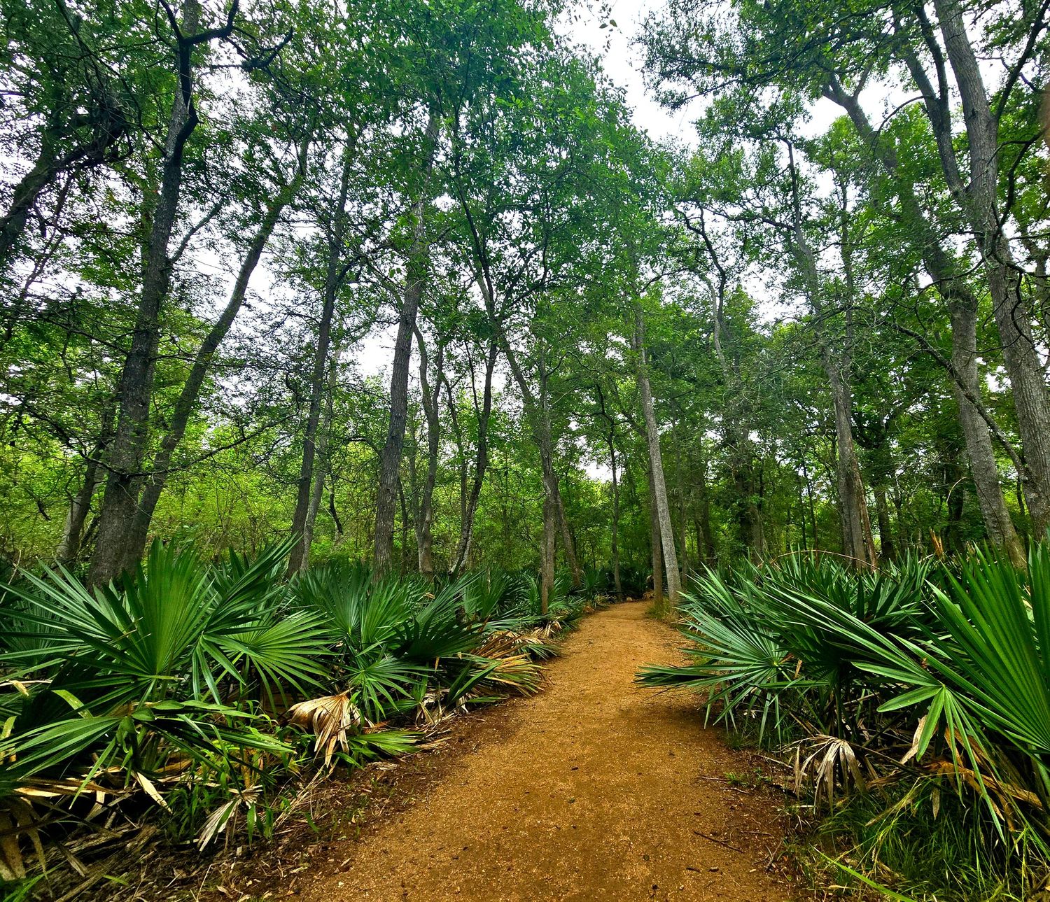 Trail at Palmetto State Park