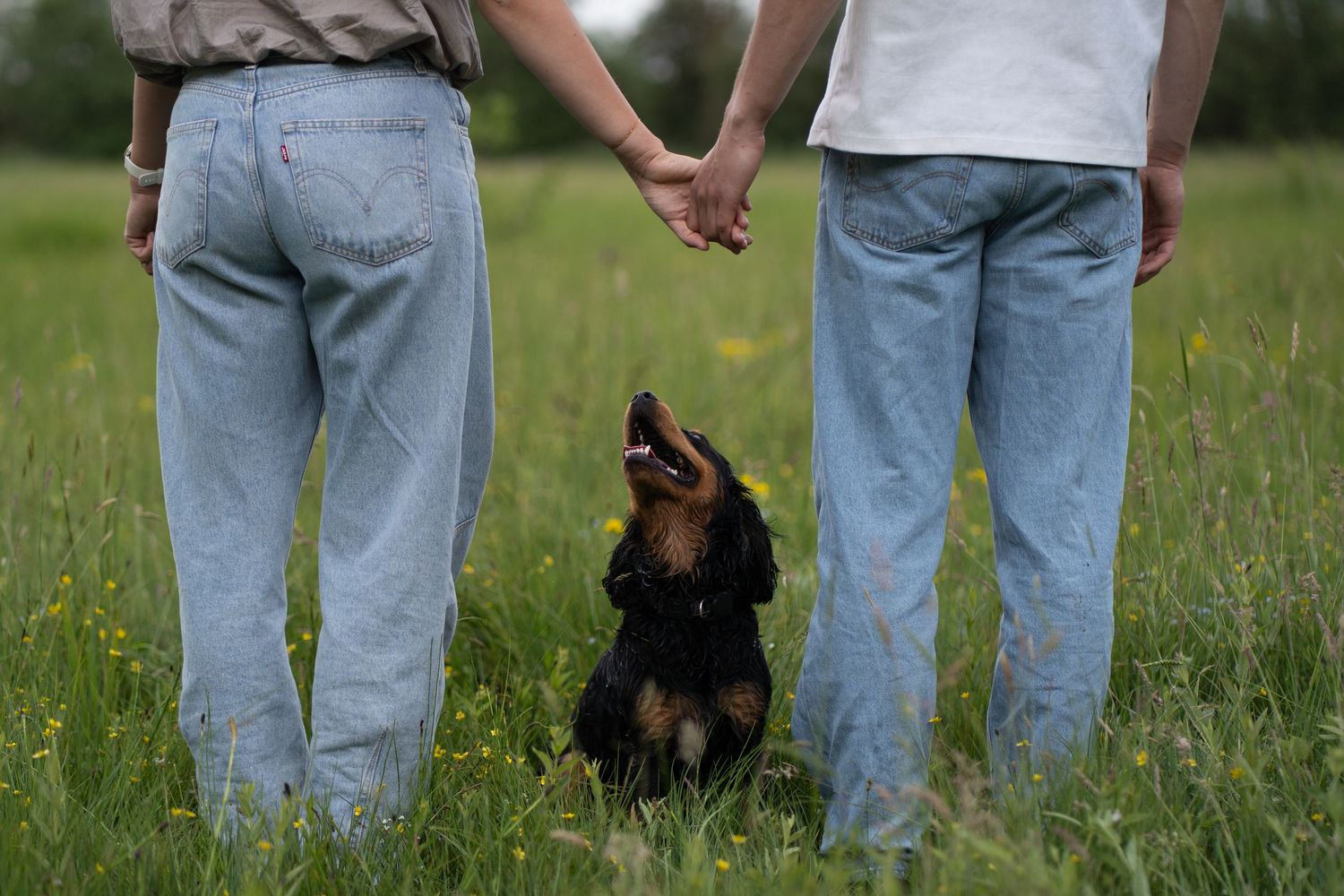 detailed, dog, couple