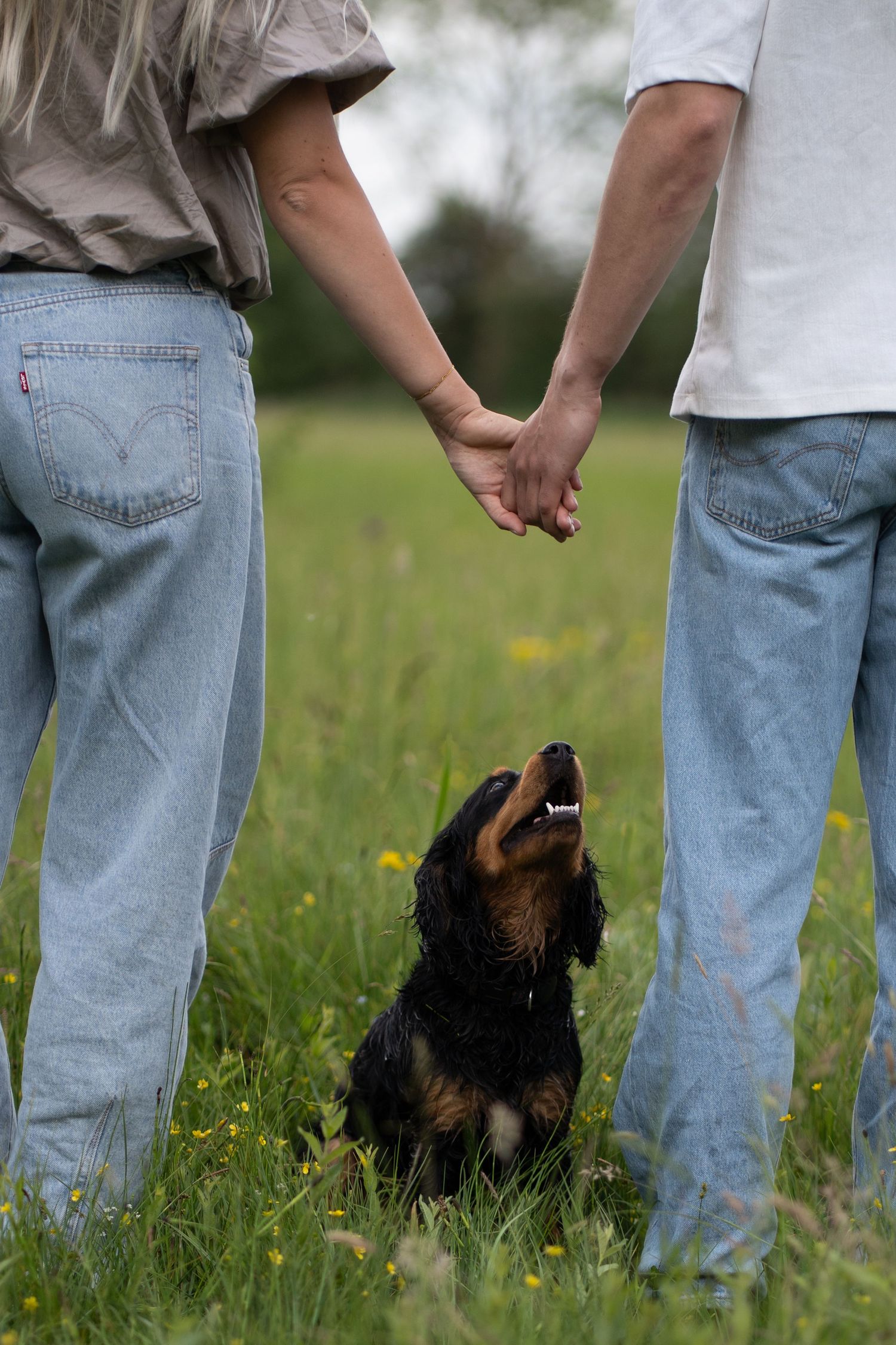 details dog holding hands