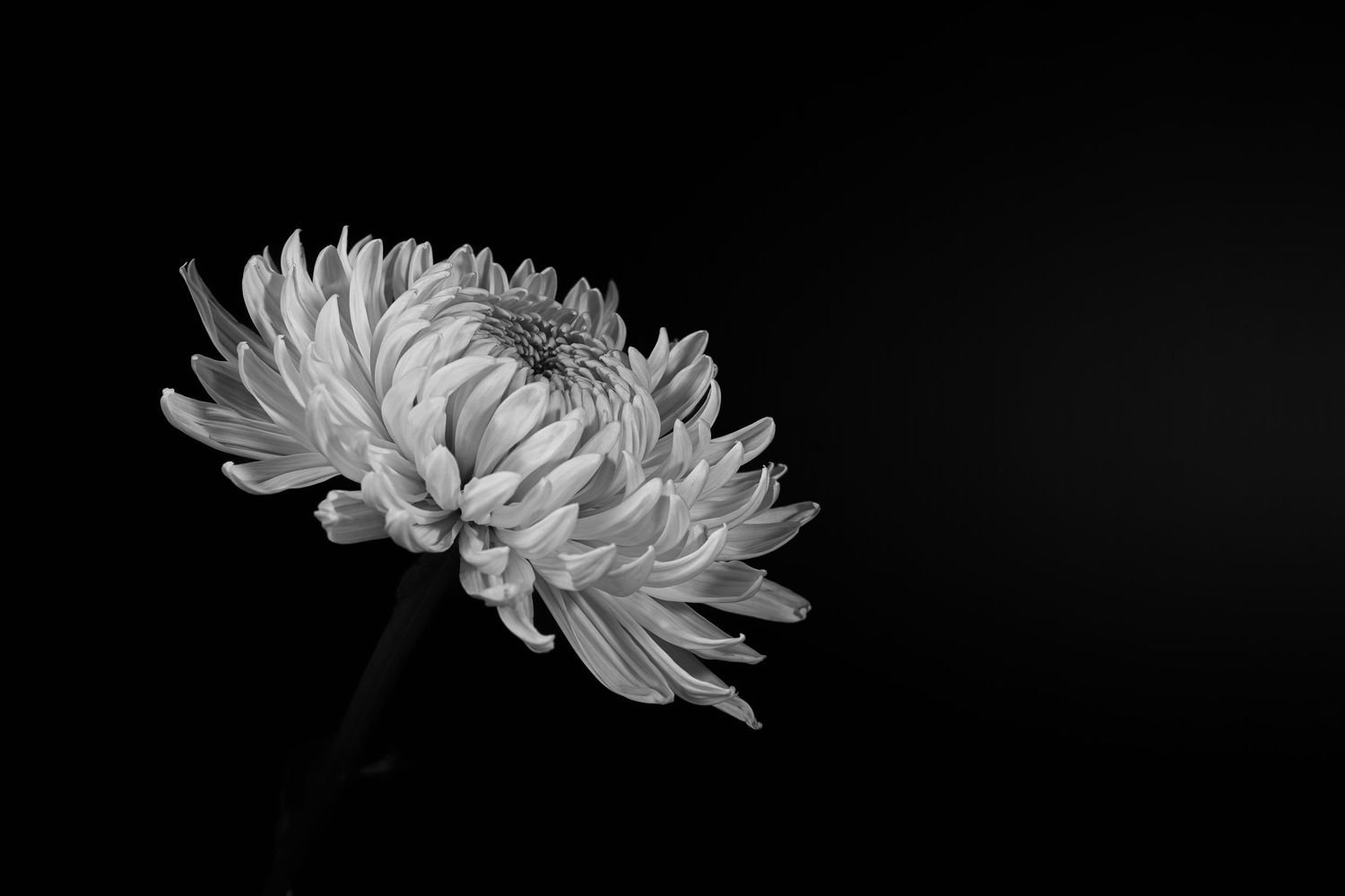 black and white still life image of white dahlia flower on a black background