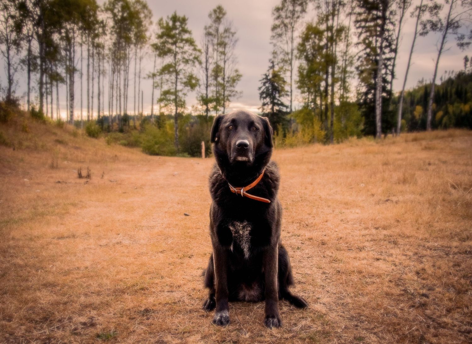 Dog Portrait