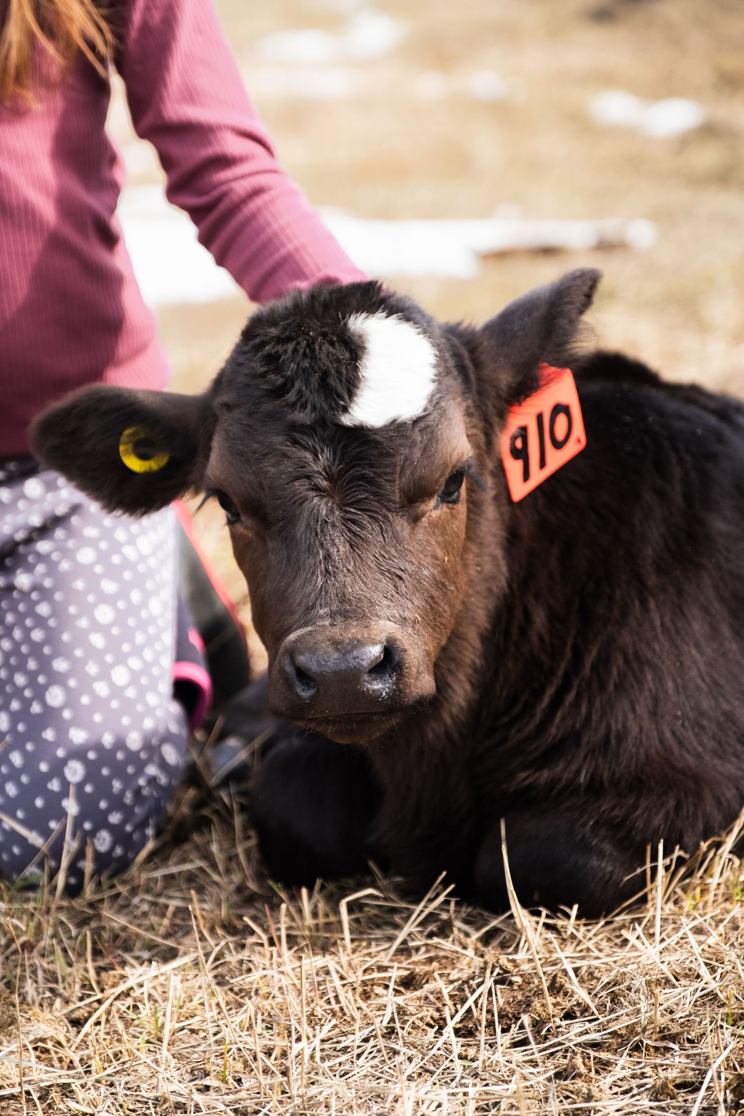 Calf