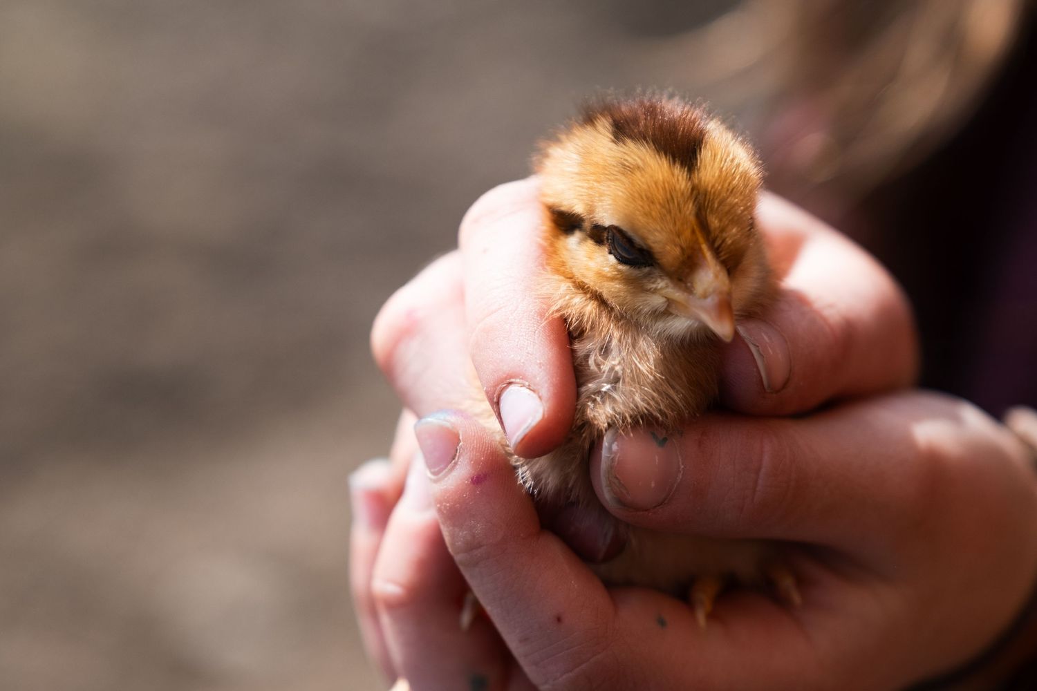Chick
