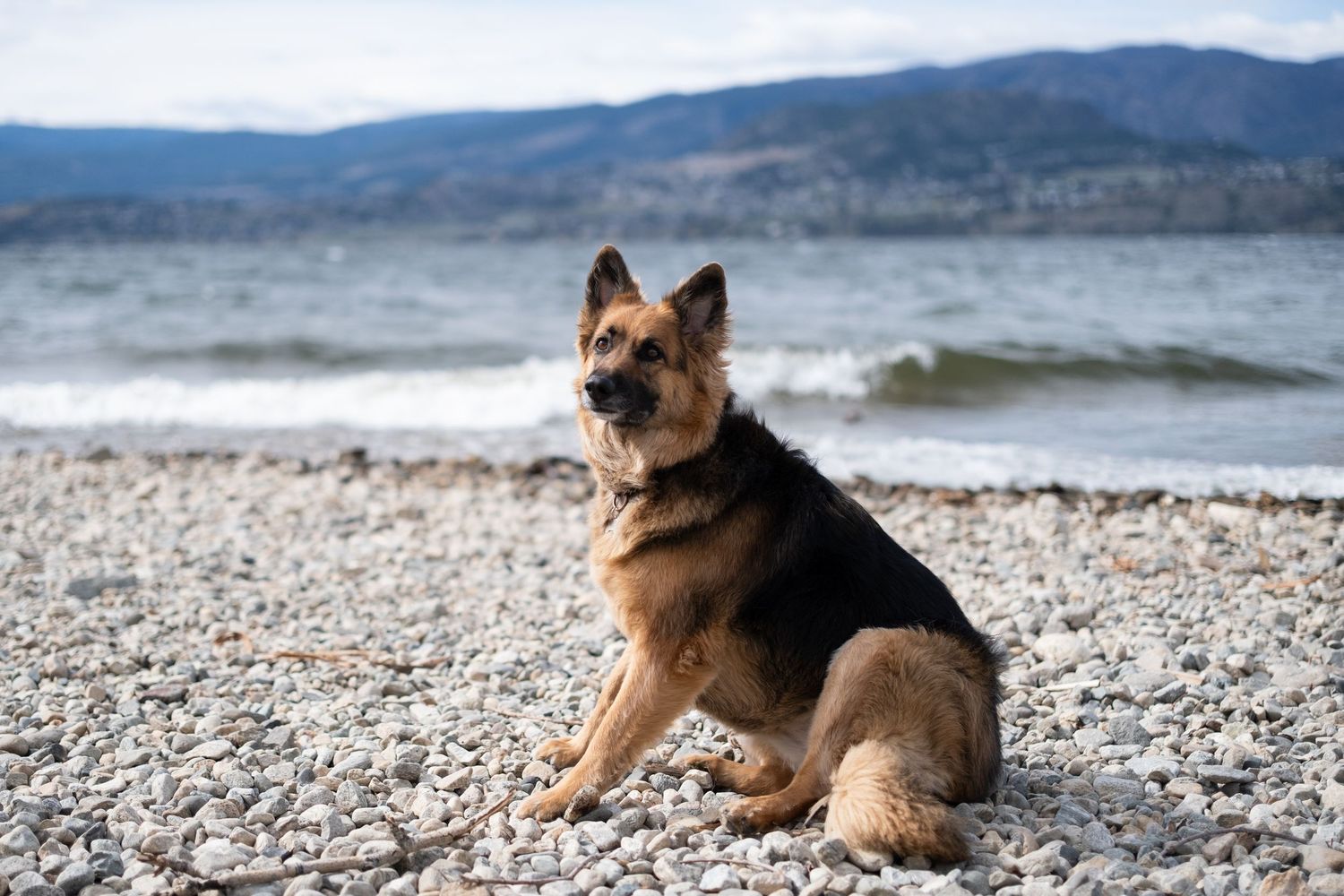 Dog Portrait