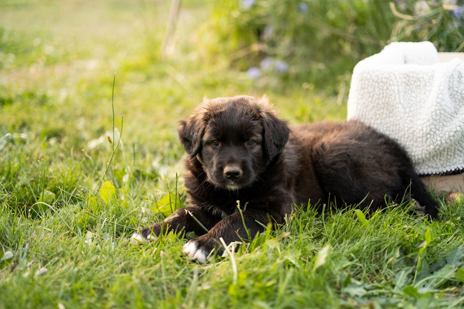 Puppy Dog Portrait