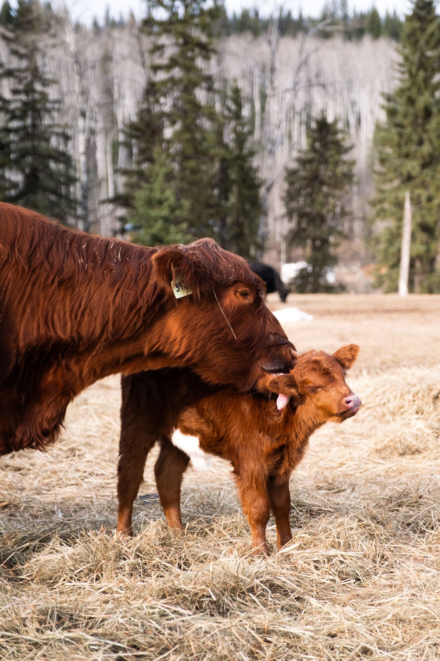 Cow and Calf