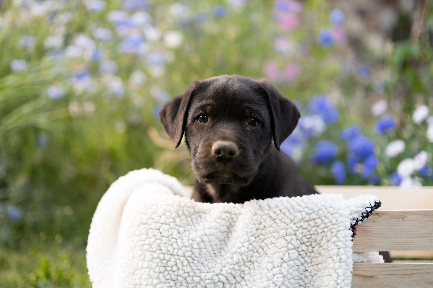 Puppy Dog Portrait