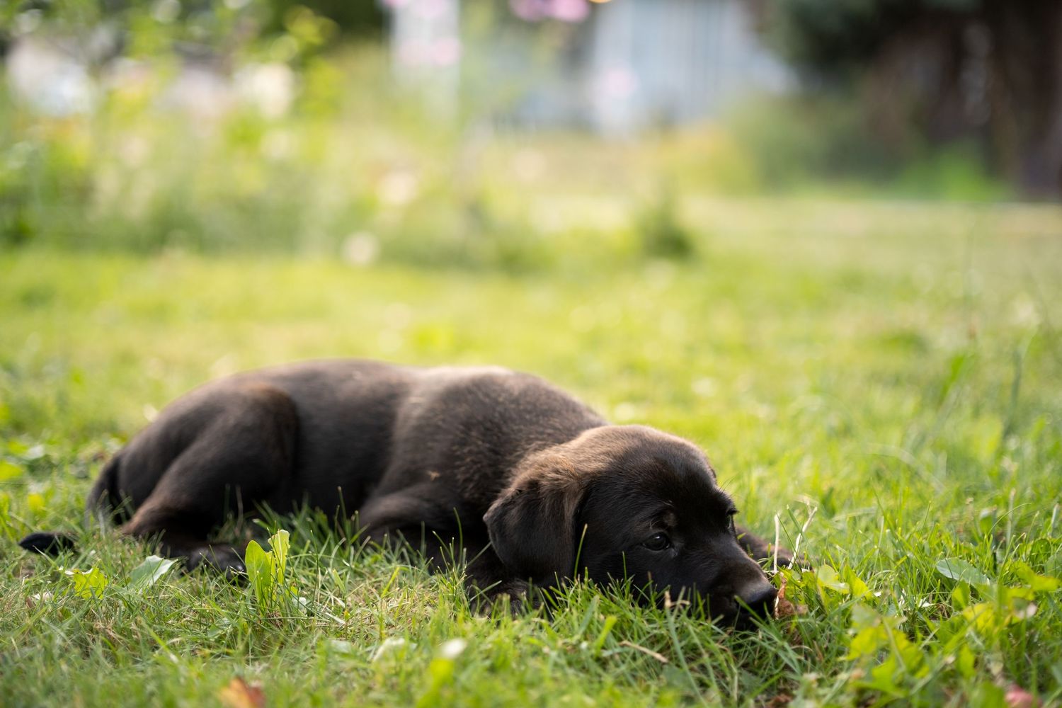 Puppy Dog Portrait