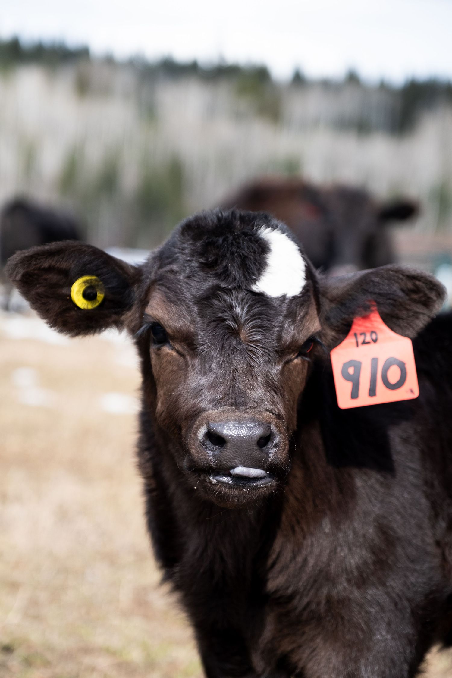 Calf