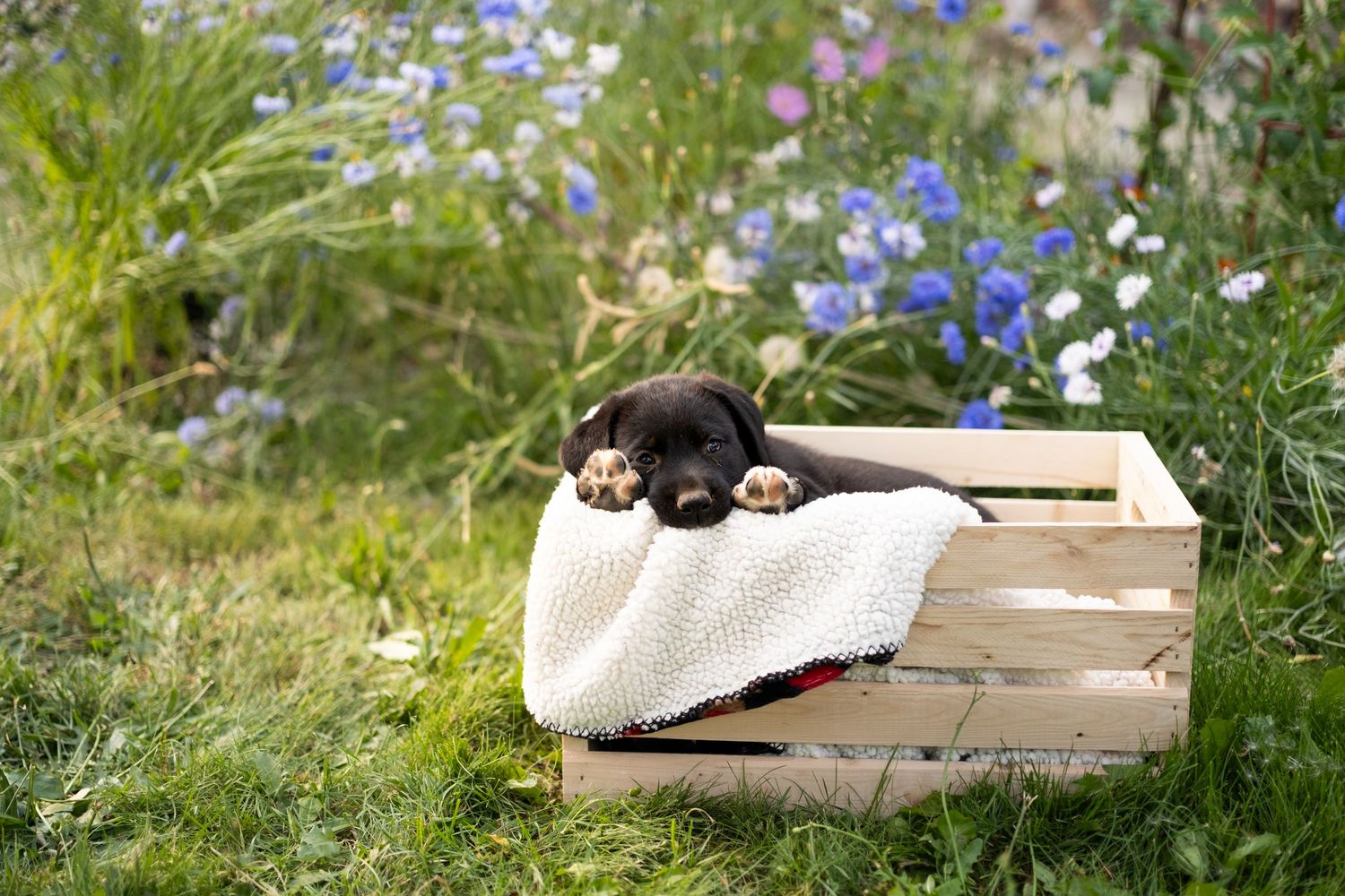 Puppy Dog Portrait