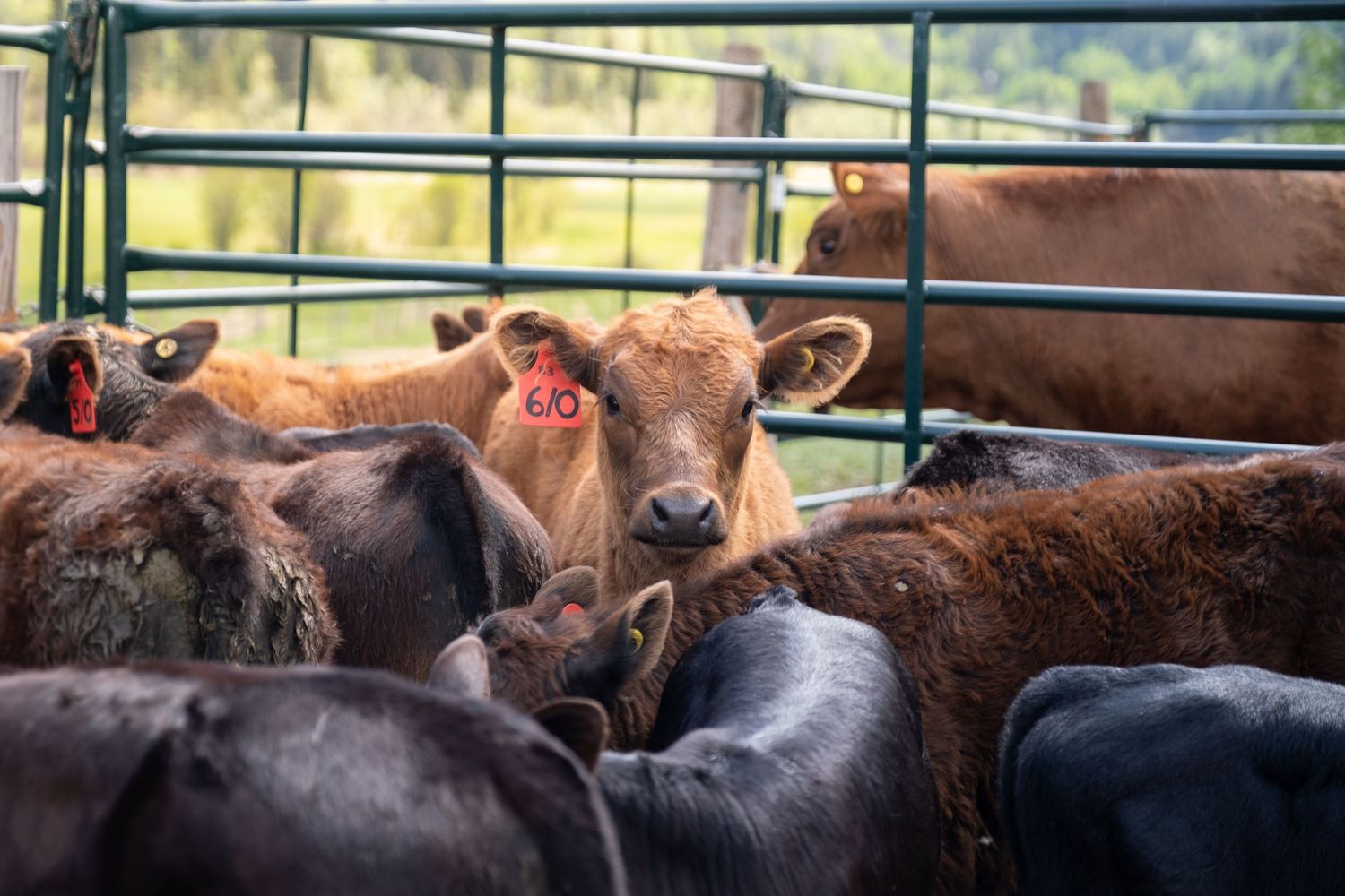 cows