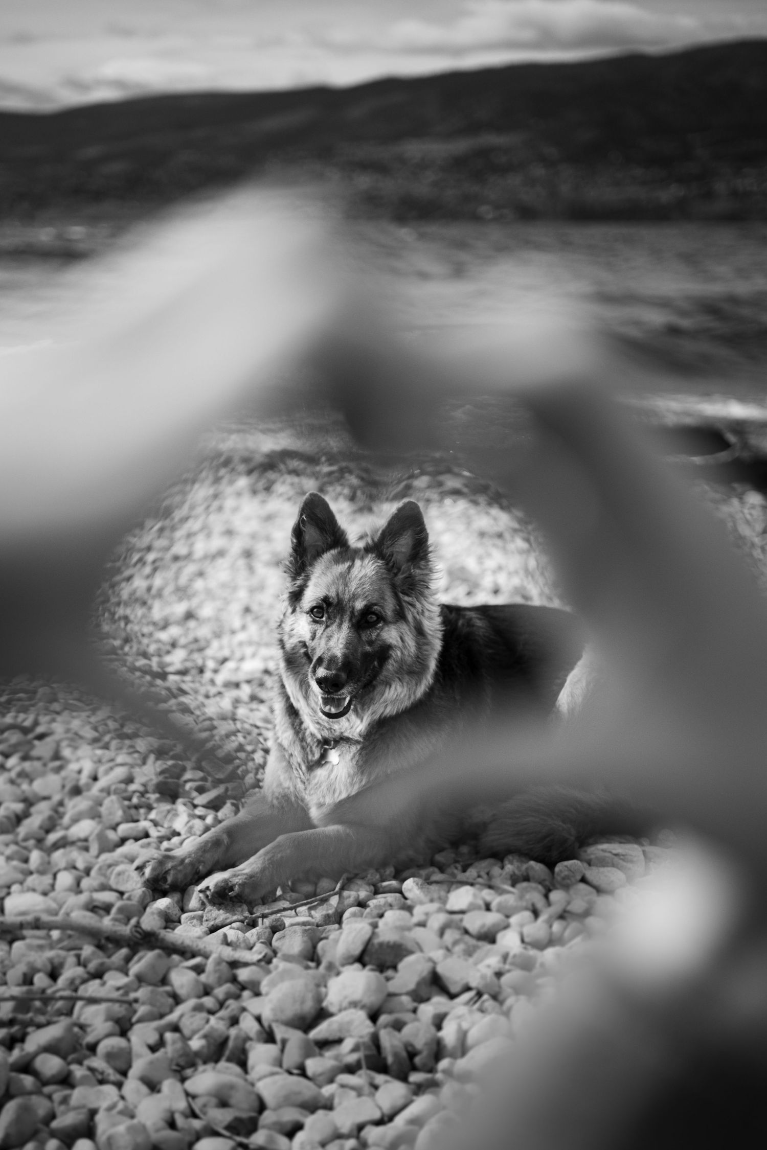 Dog Portrait