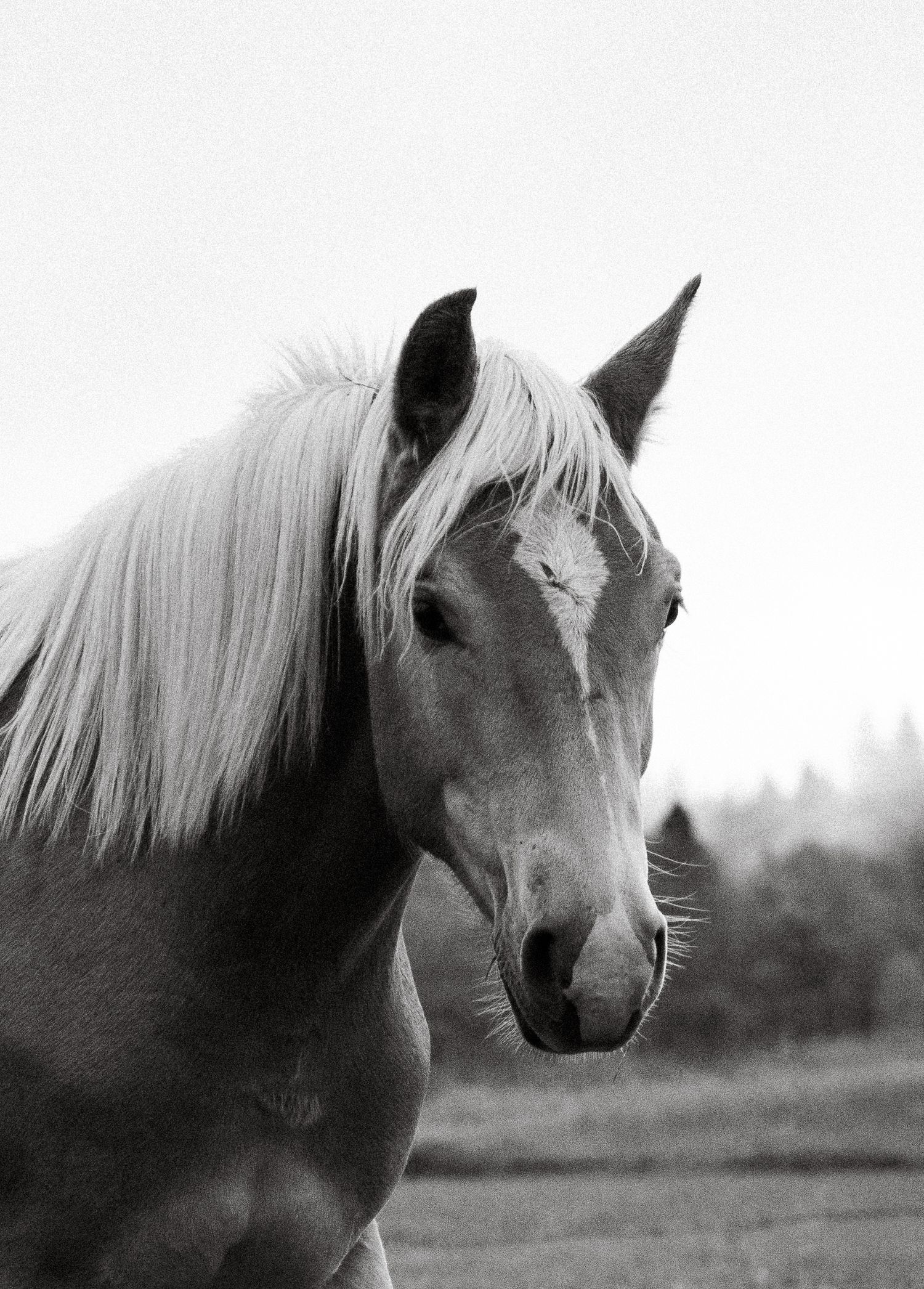 Horse Portrait
