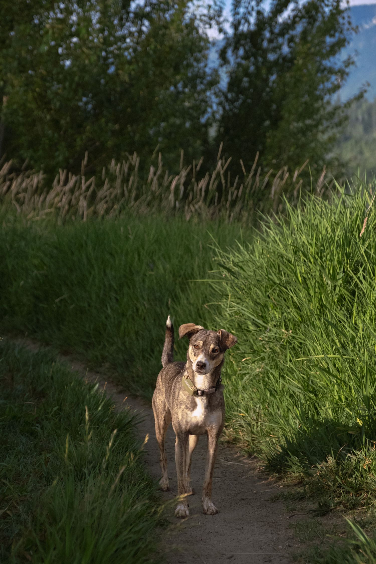 dog portrait