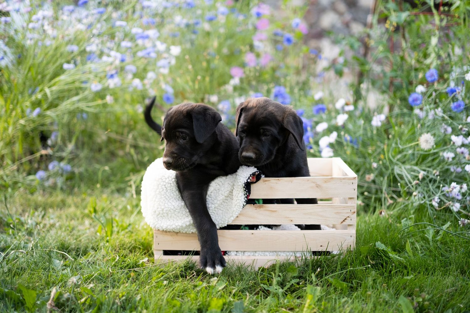 Puppy Dog Portrait