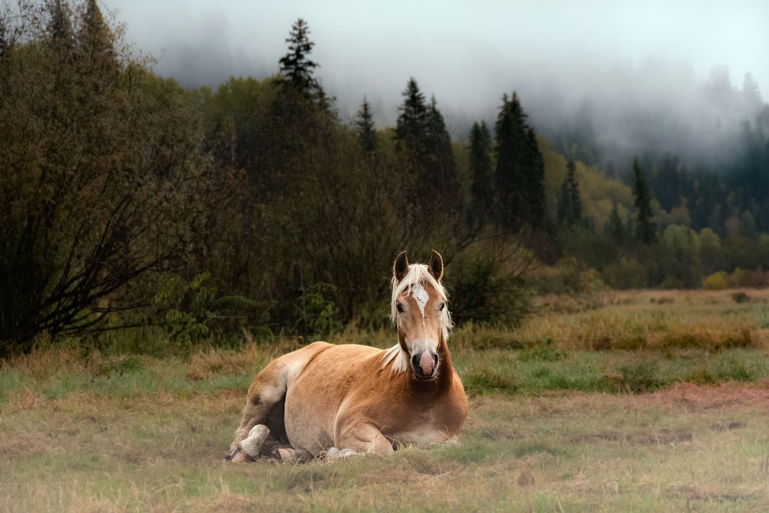 Horse Portrait