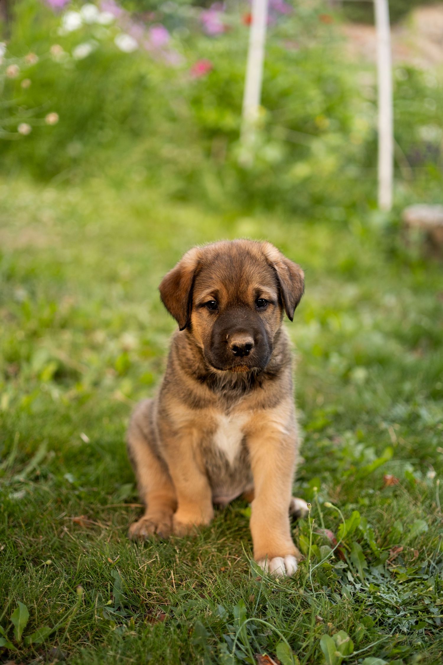 Puppy Dog Portrait