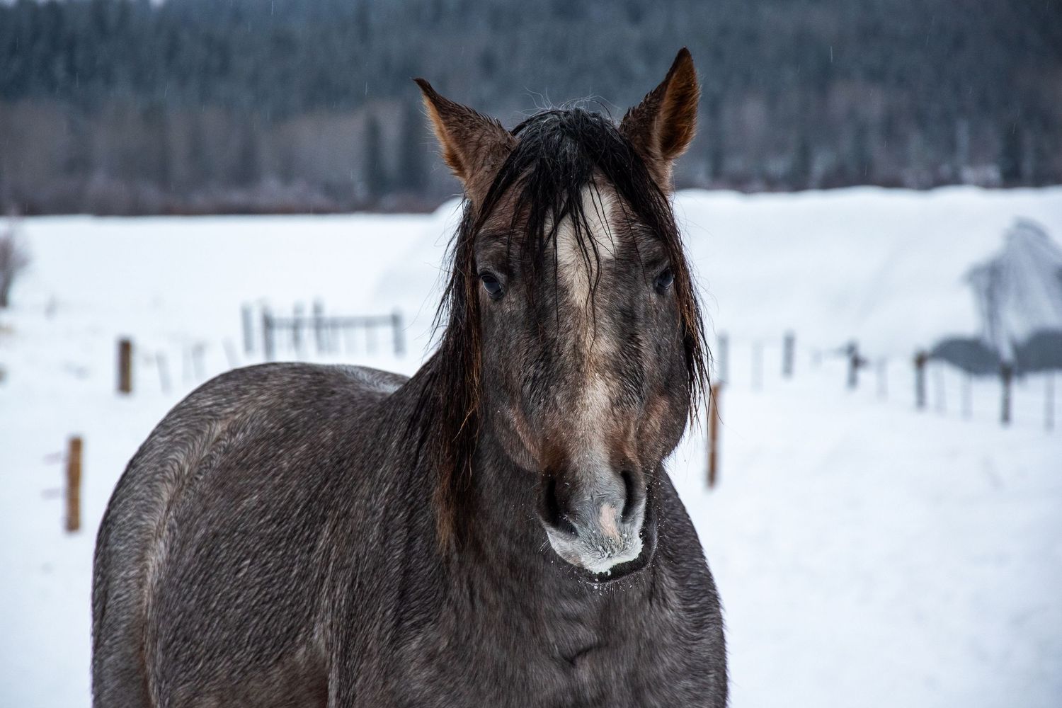 Horse Winter