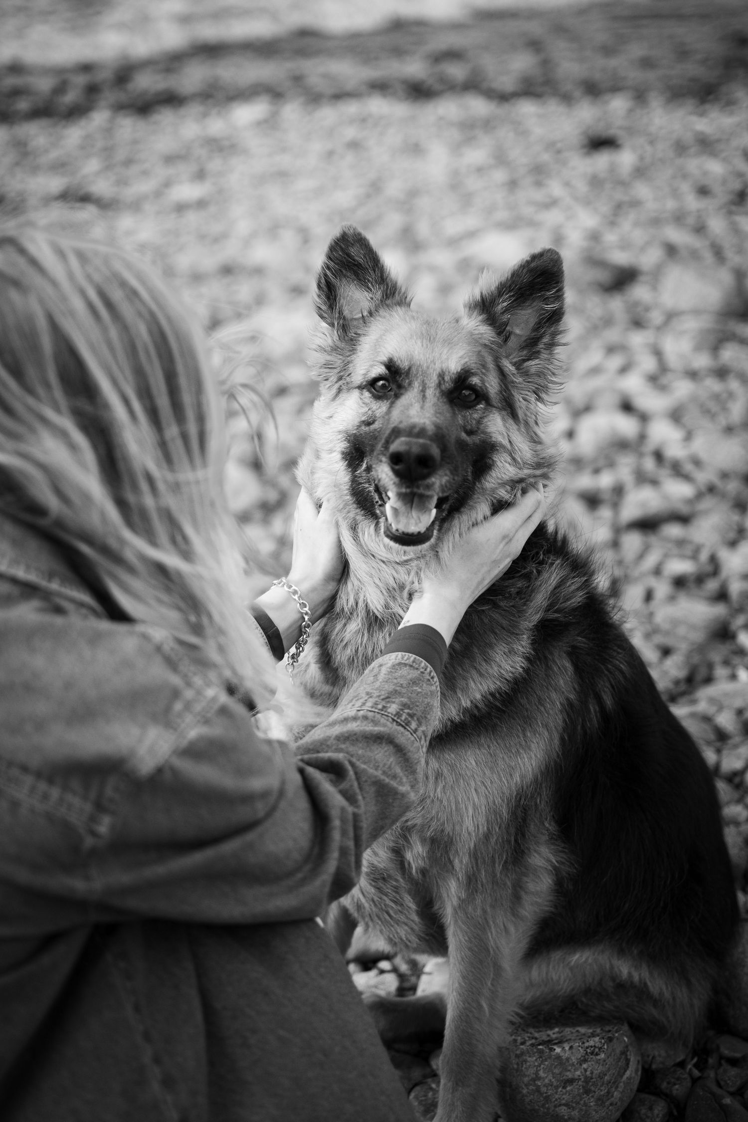 Dog Portrait