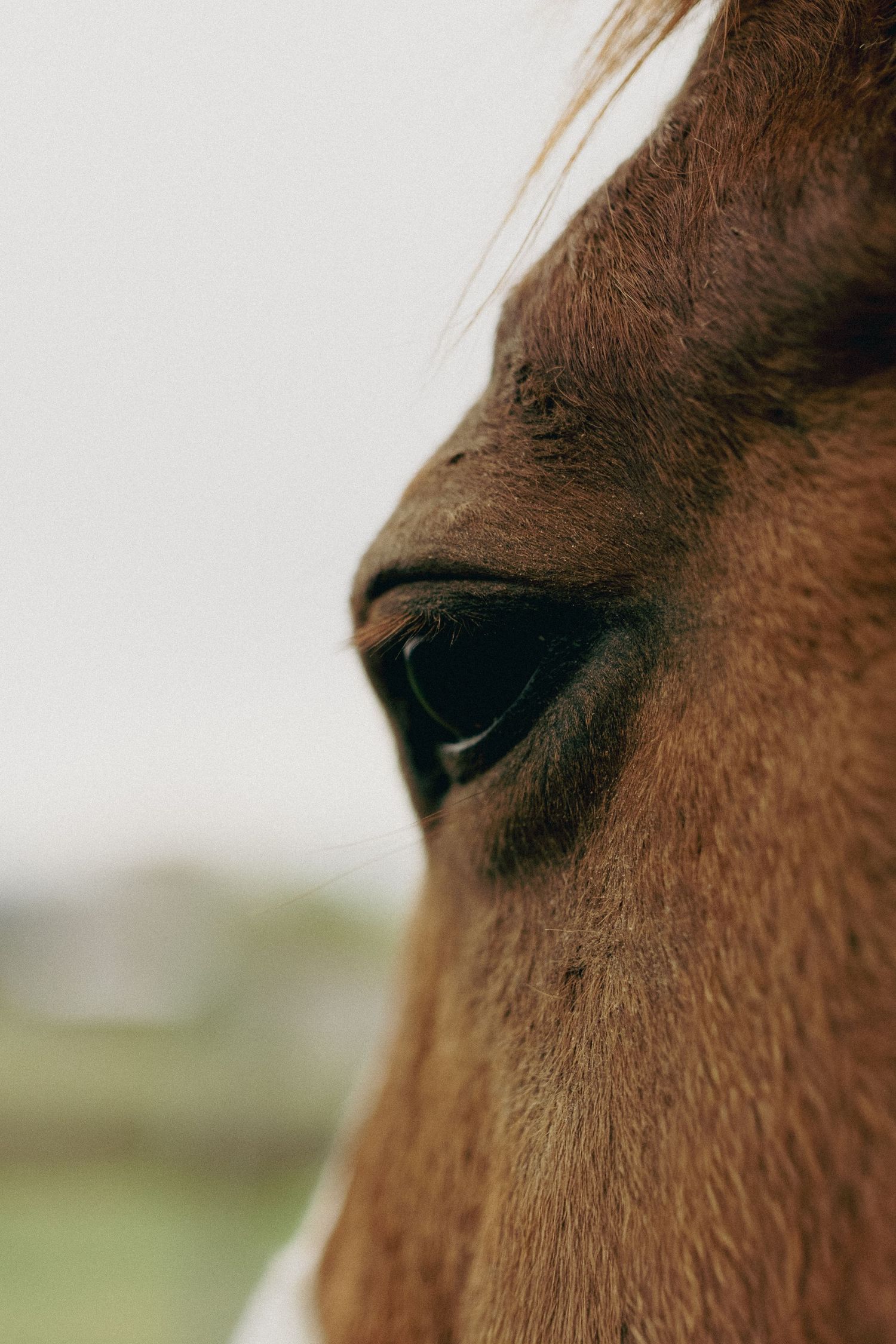 Horse Eye