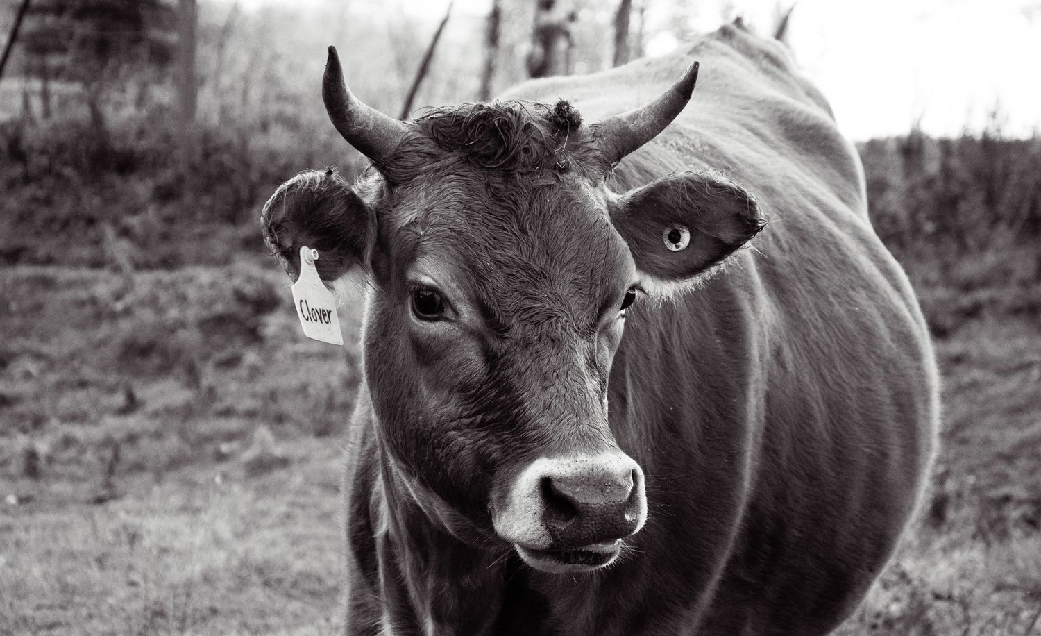 Cow