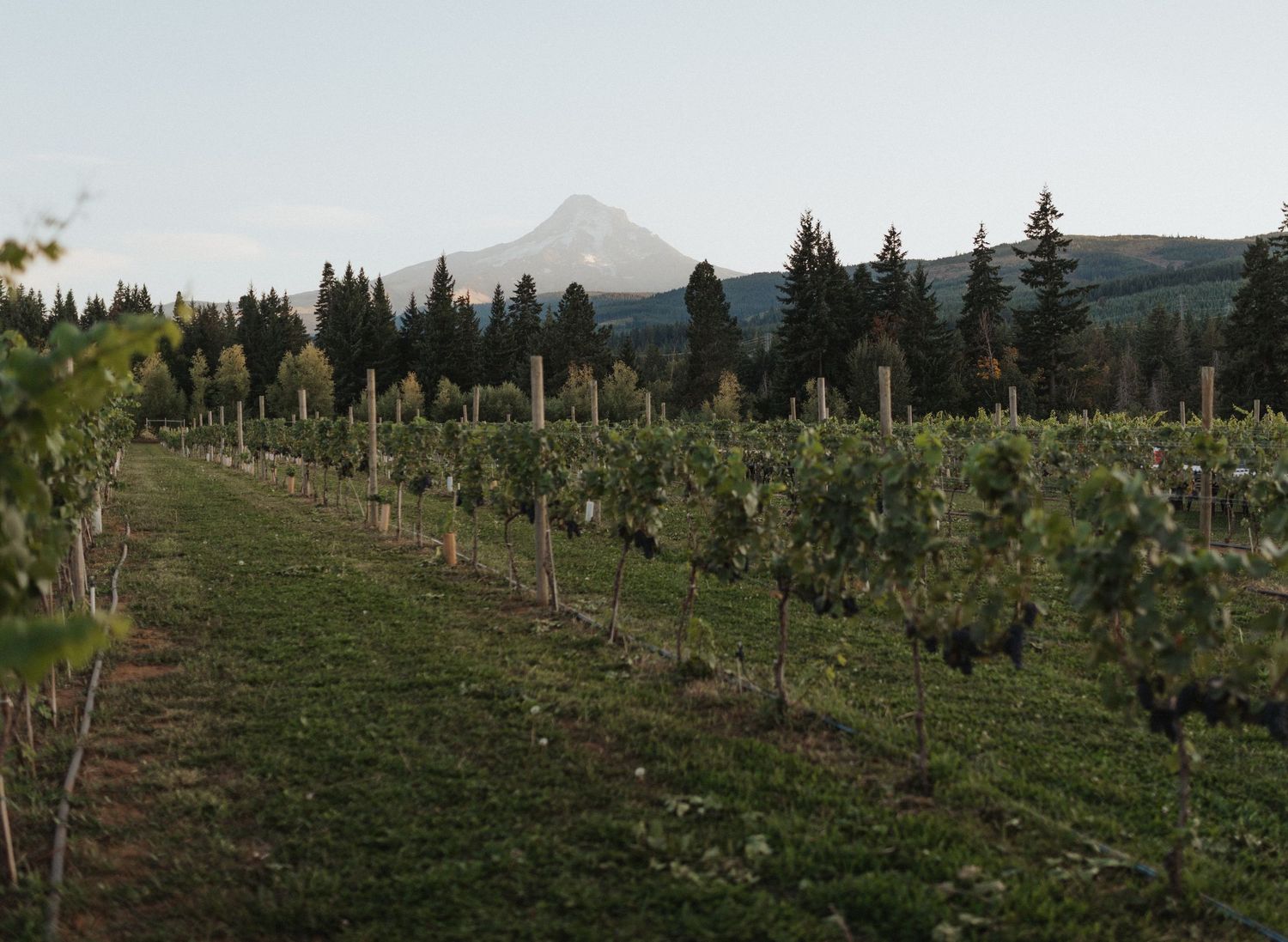 Scenic vineyard rows with lush green vines and a snow-capped mountain peak in the background.