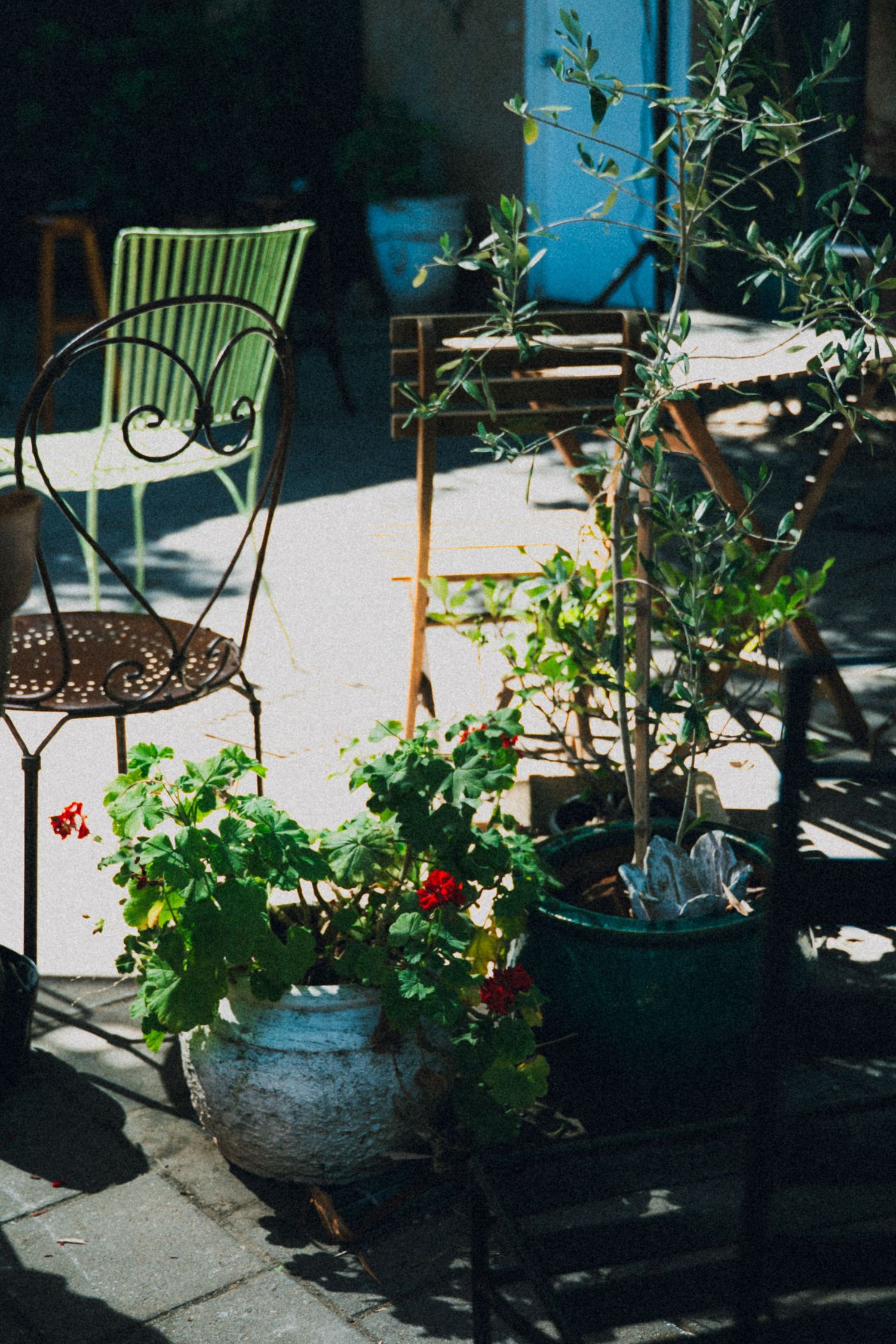 Colorful potted geraniums and olive tree beside vintage metal chairs on sunny patio.
