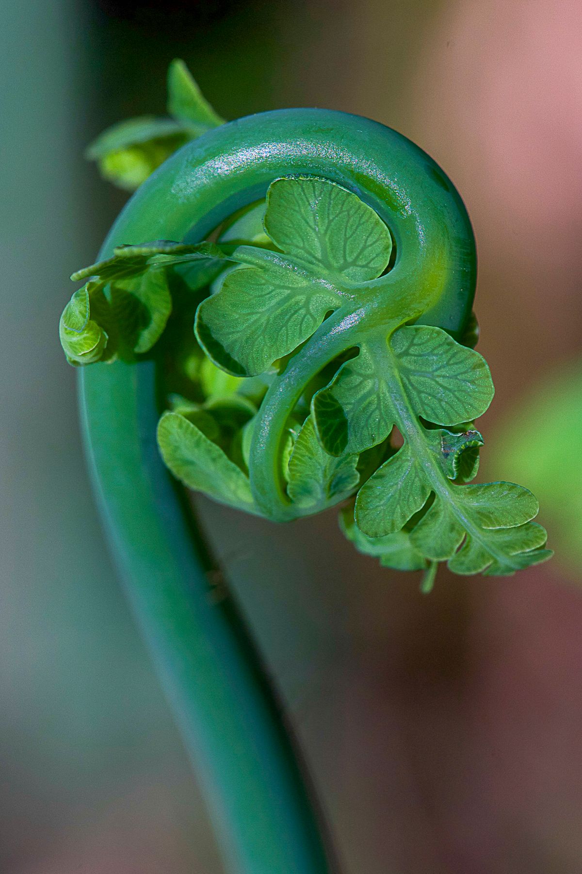 Macro Fern