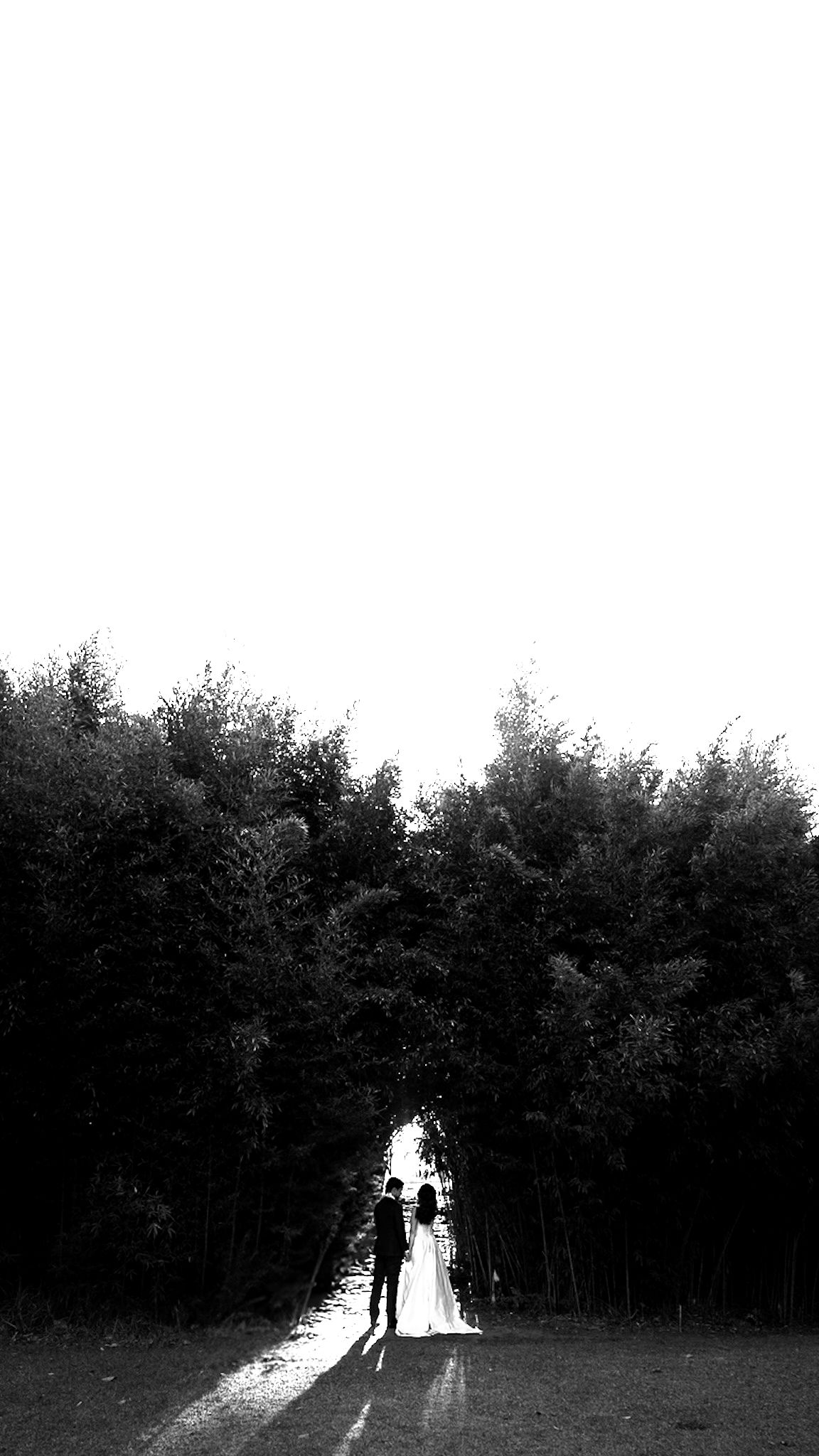 Black and white silhouette of wedding couple standing in sunlit path surrounded by tall trees.