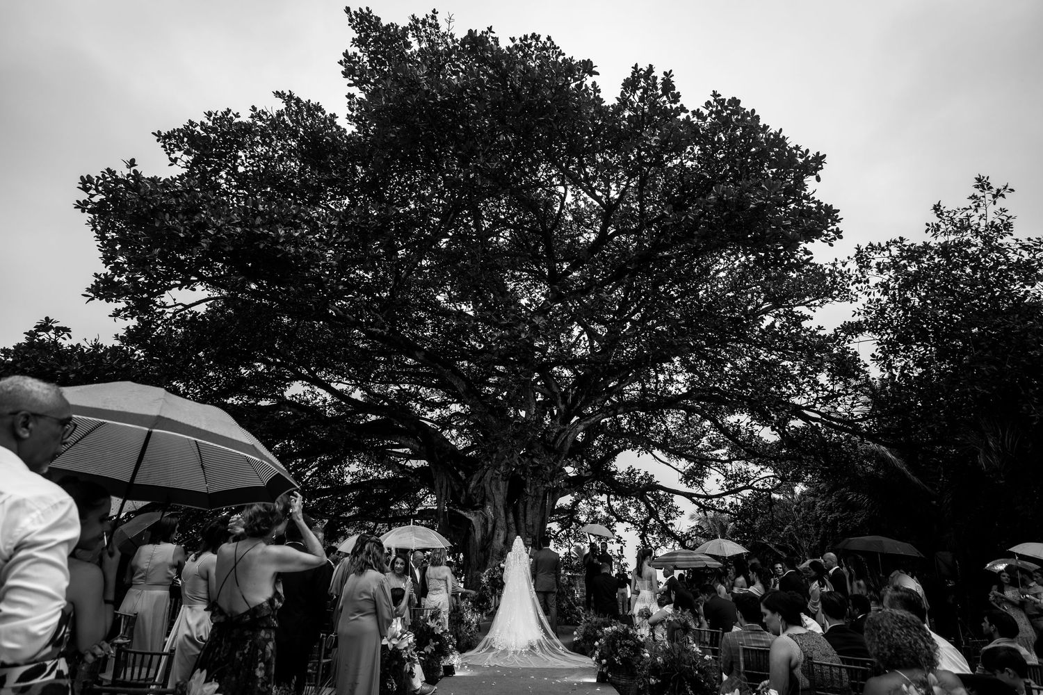 Black and white wedding ceremony under a massive oak tree with guests holding umbrellas.