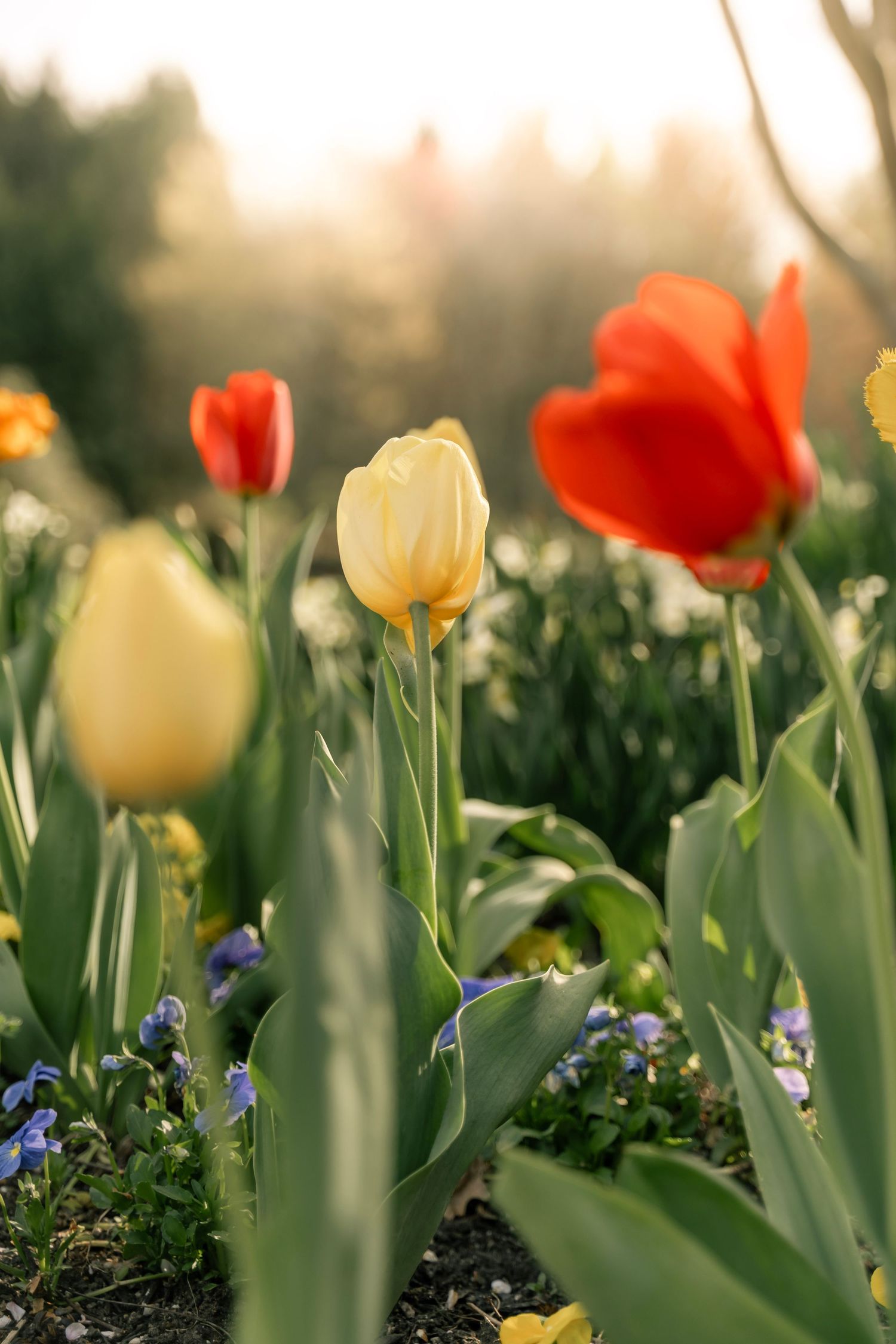 Yellow and orange/red tulips in the sunshine