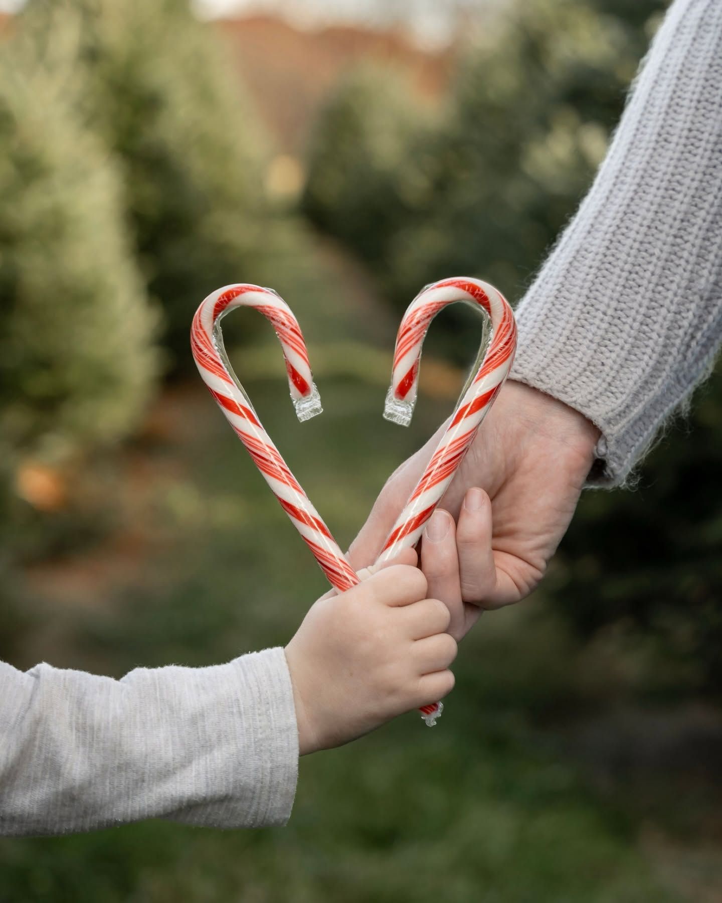 Holiday photo, two people holding candy canes to make the shape of a heart. Background is a Christmas tree farm with pine trees