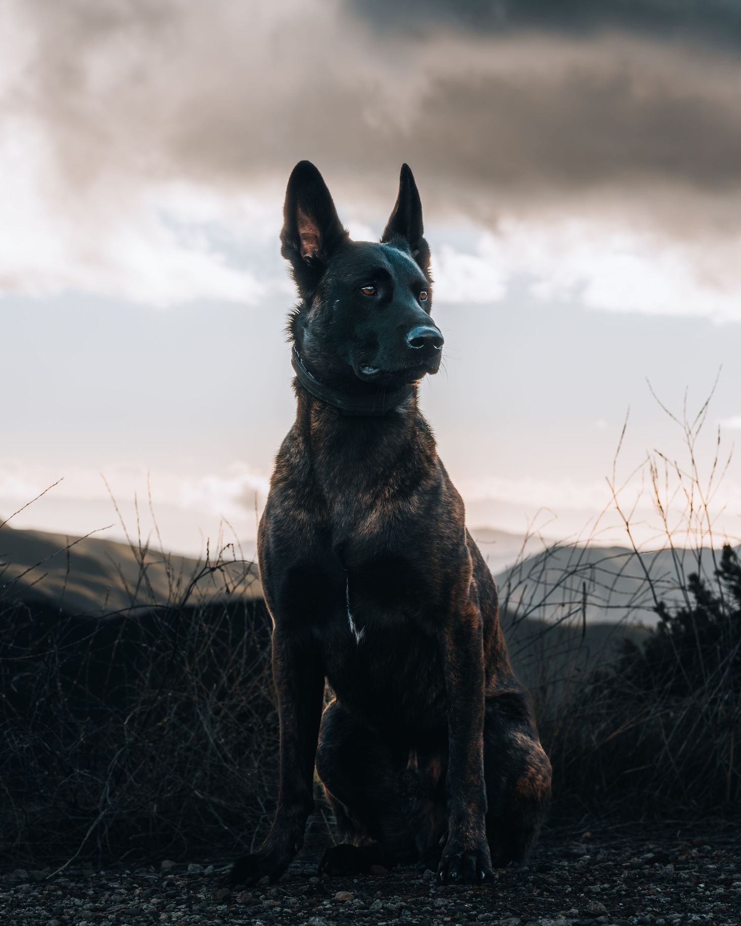 Alert black dog poses majestically against dramatic cloudy backdrop in wilderness setting.