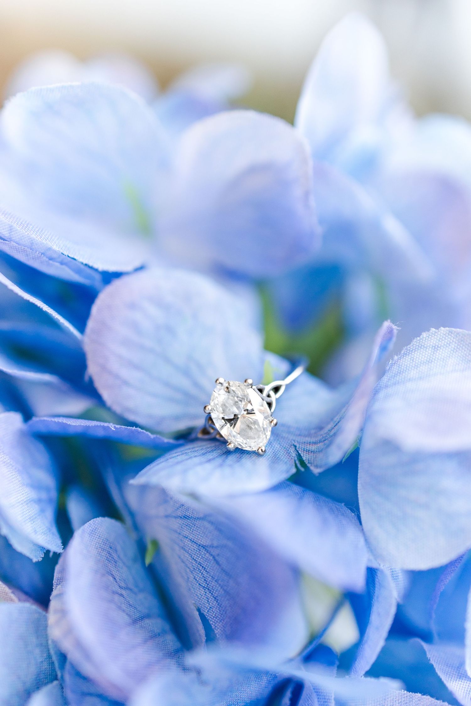 Close-up macro photography of light blue hydrangea flowers with delicate petals in soft focus.