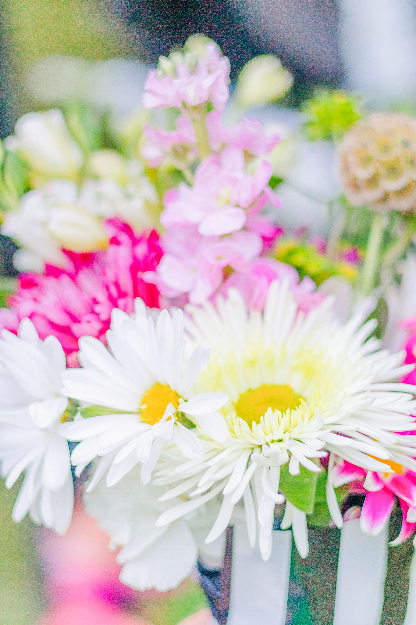 Close-up of white daisies with pink flowers in soft focus creating a dreamy spring garden background.