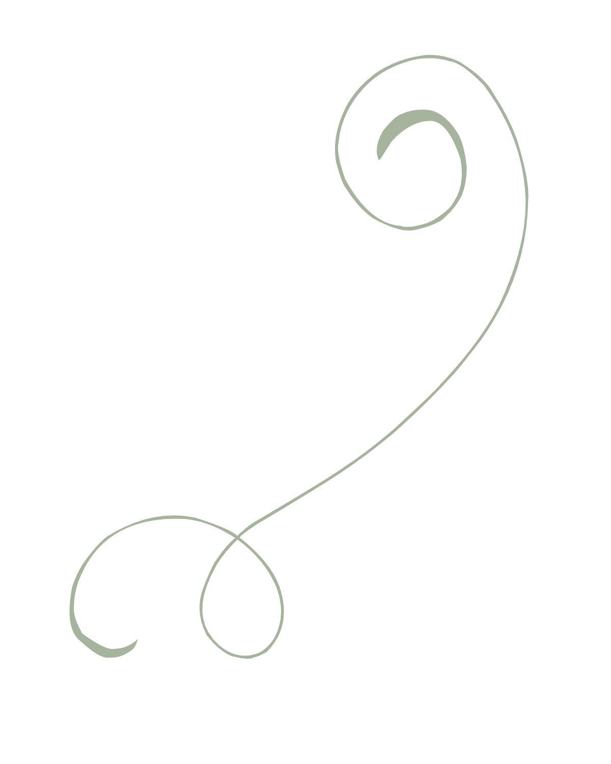 Curled green fern frond unfurls against a white background in a graceful spiral pattern.