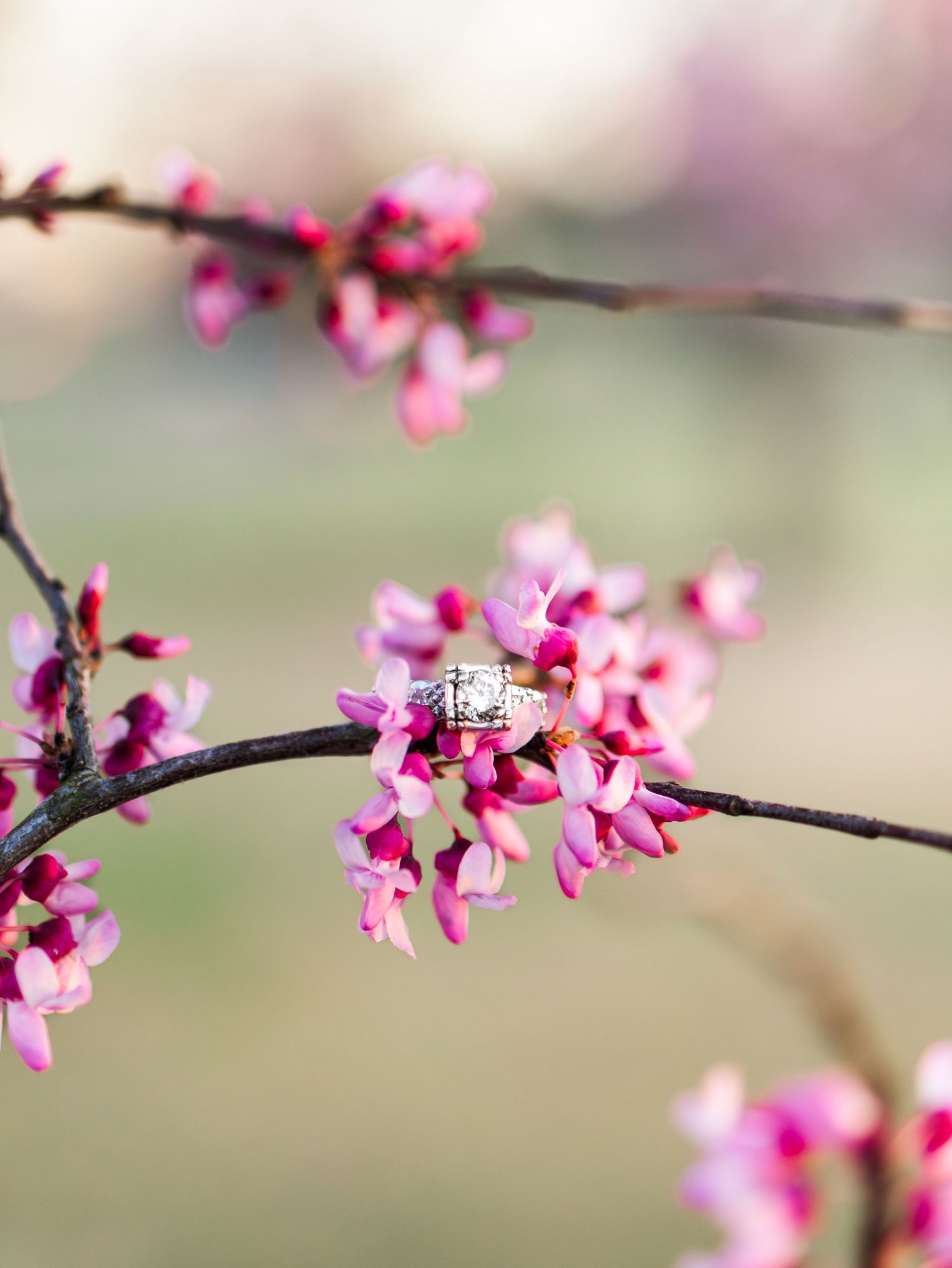 Close-up view of delicate pink cherry blossoms blooming on a branch against a soft blurred background.