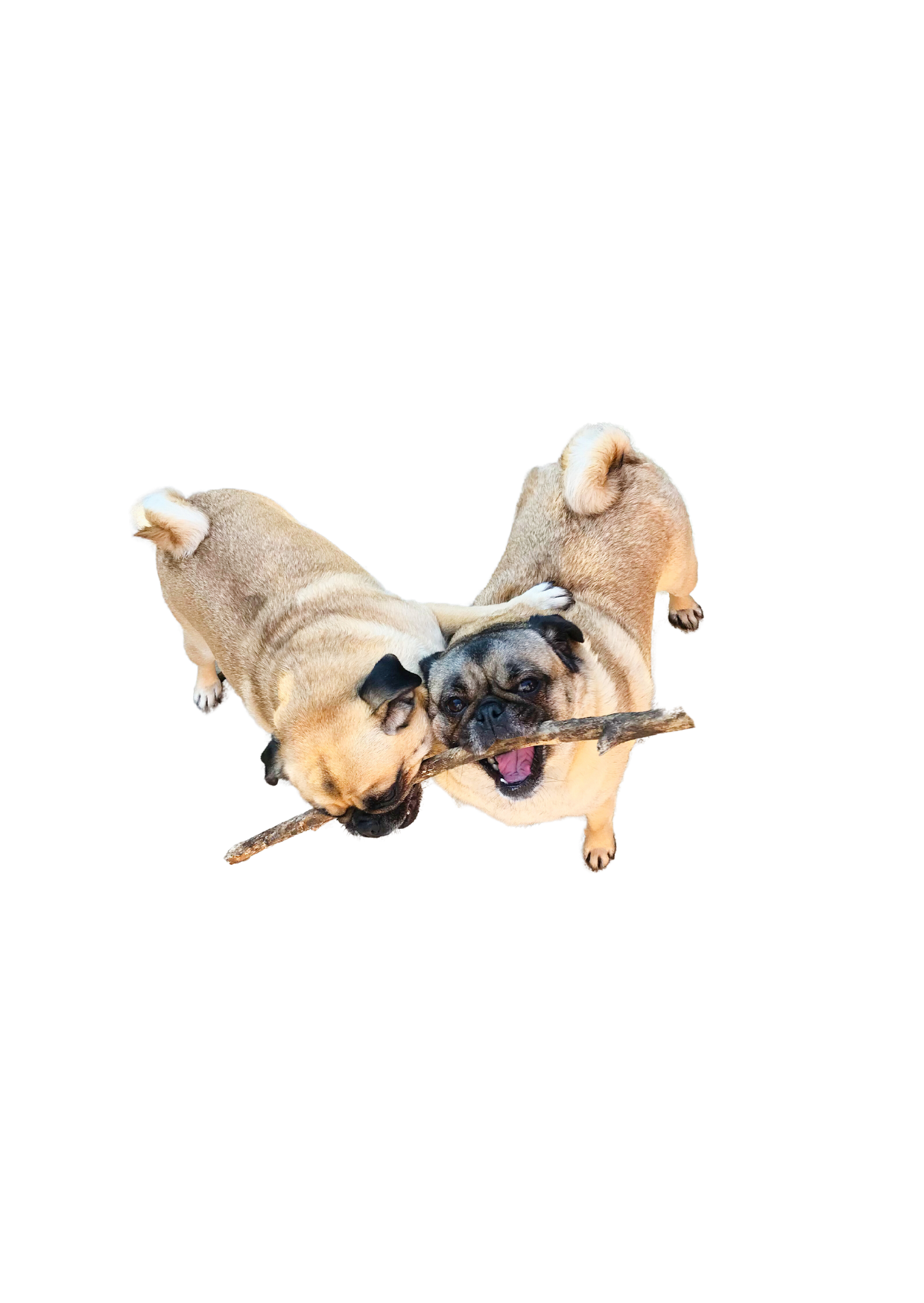The Photographer’s Dogs