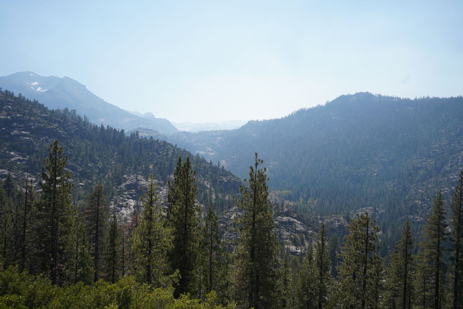 Mountain landscape with evergreen pine forest in the foreground and misty blue ridges rising in the distance.