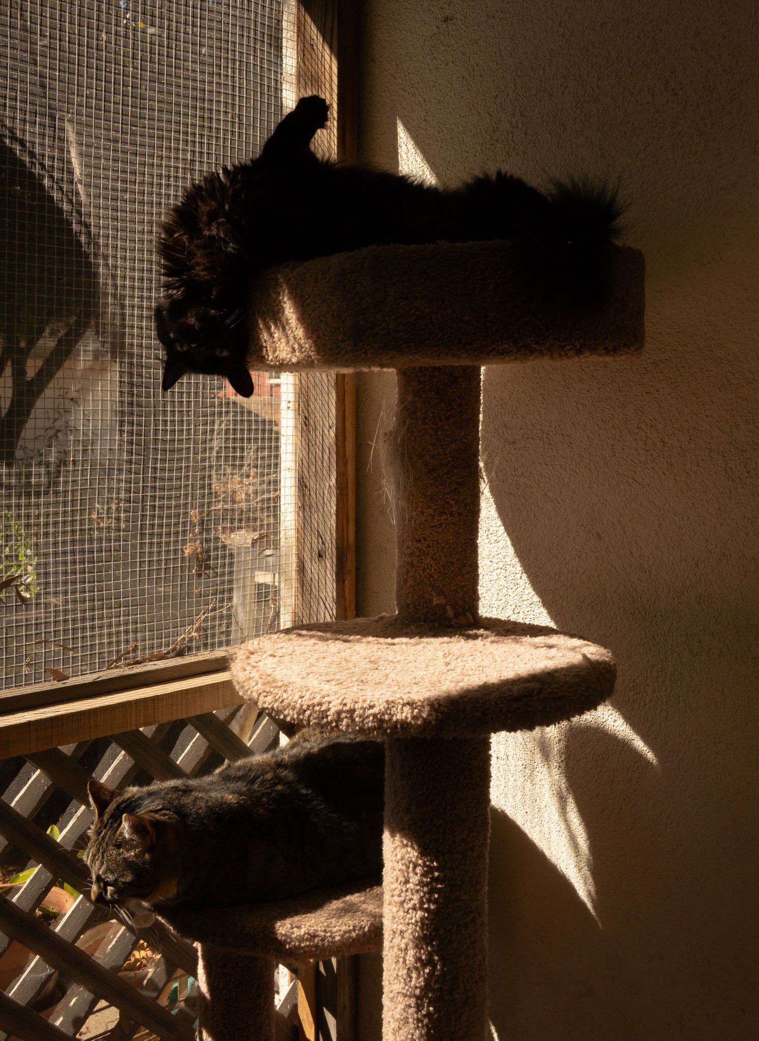 Two black cats lounging on different levels of a carpeted cat tree near a window in warm sunlight.