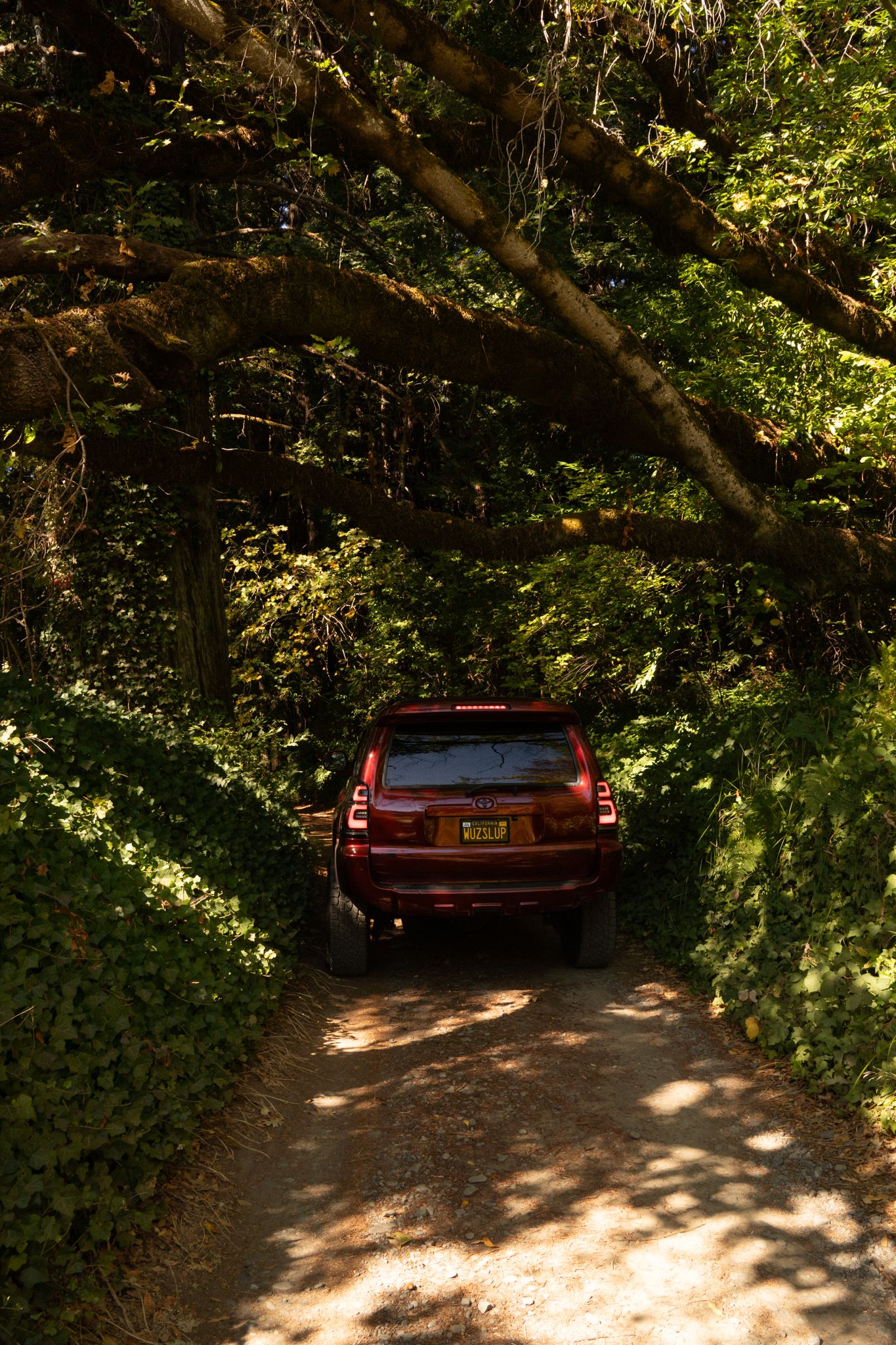 Red SUV driving through a shaded forest path with sunlight filtering through dense green foliage overhead.