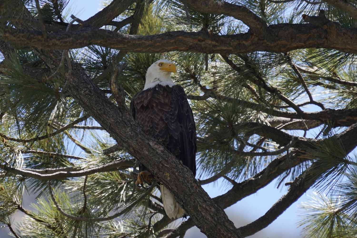 Majestic bald eagle perched on a pine tree branch against blue sky.